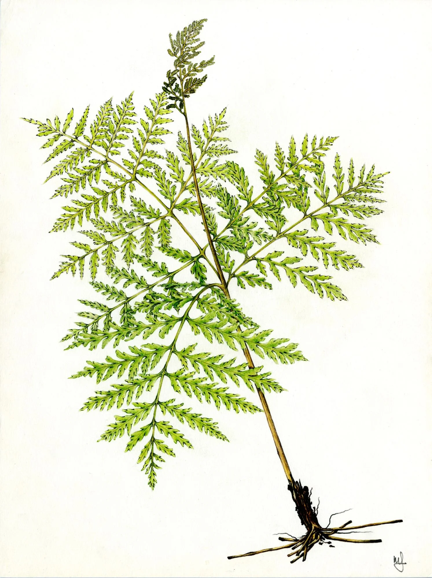 Jomphe_Fern P1660.jpg