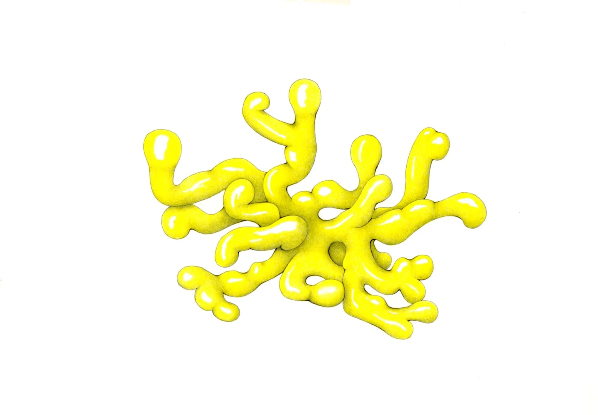 Jomphe_Fruiting P1645.jpg