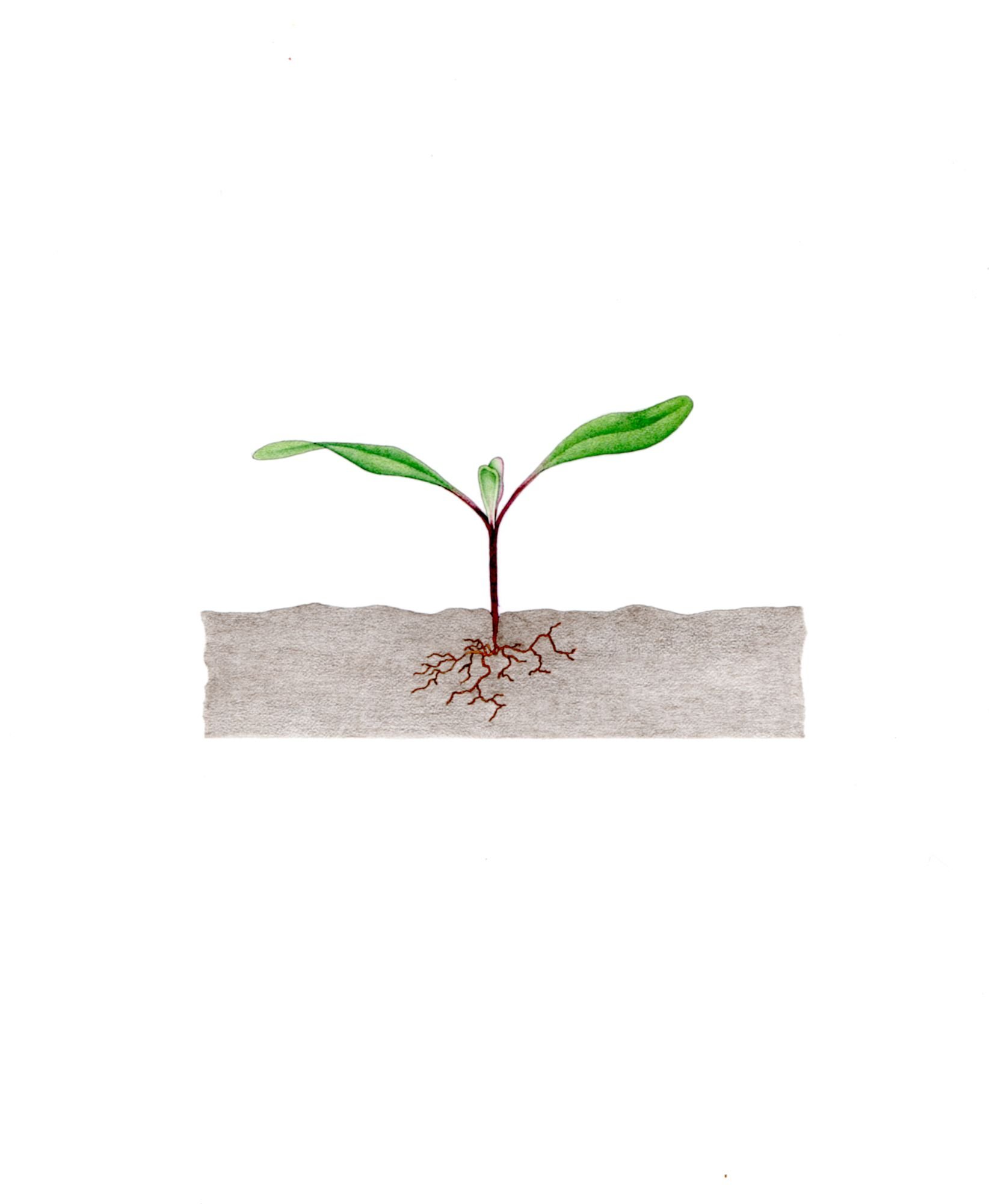 Jomphe_Beet Seedling P1629.jpg