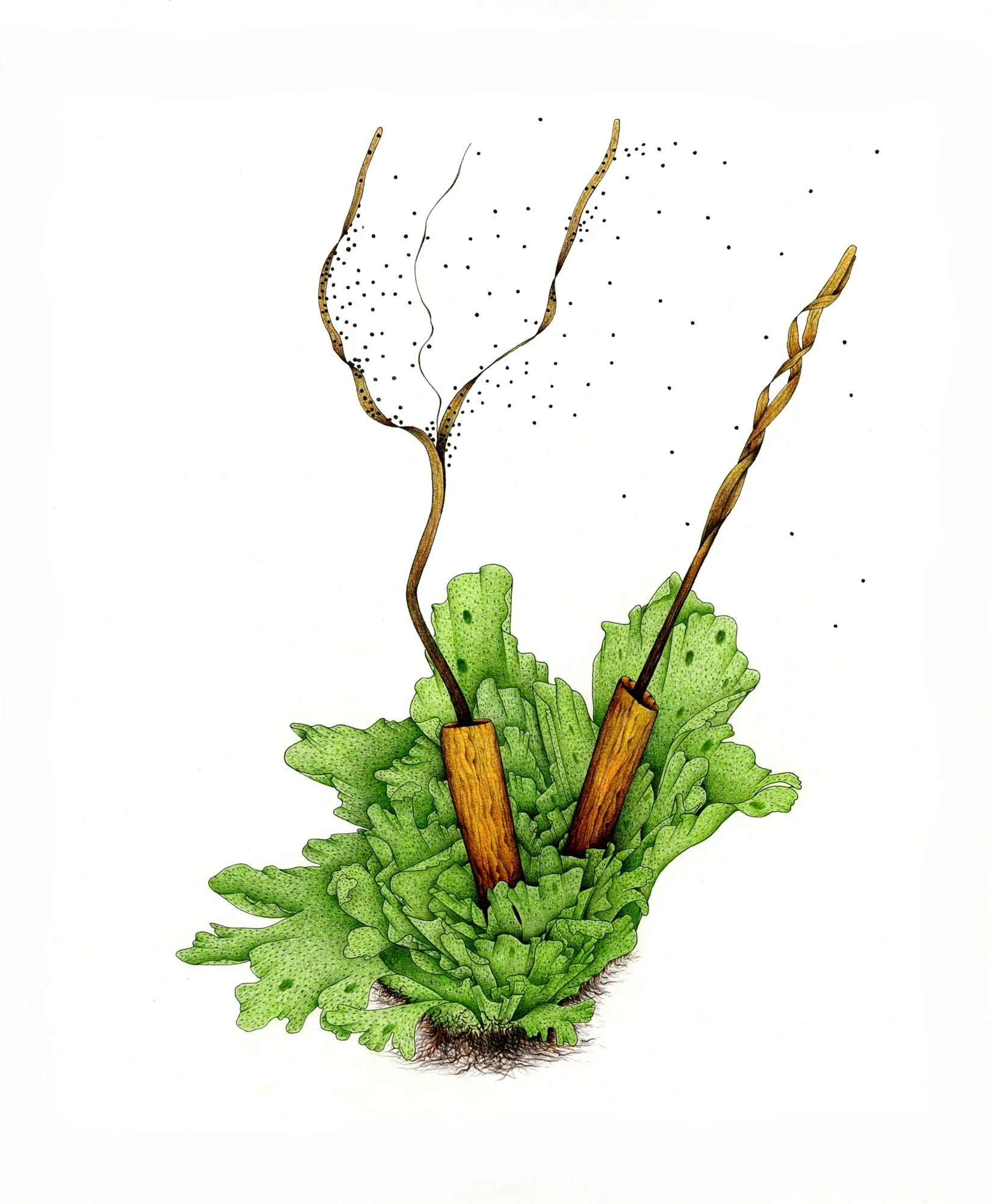 Jomphe_Anthoceros fusciformis P1337.jpg