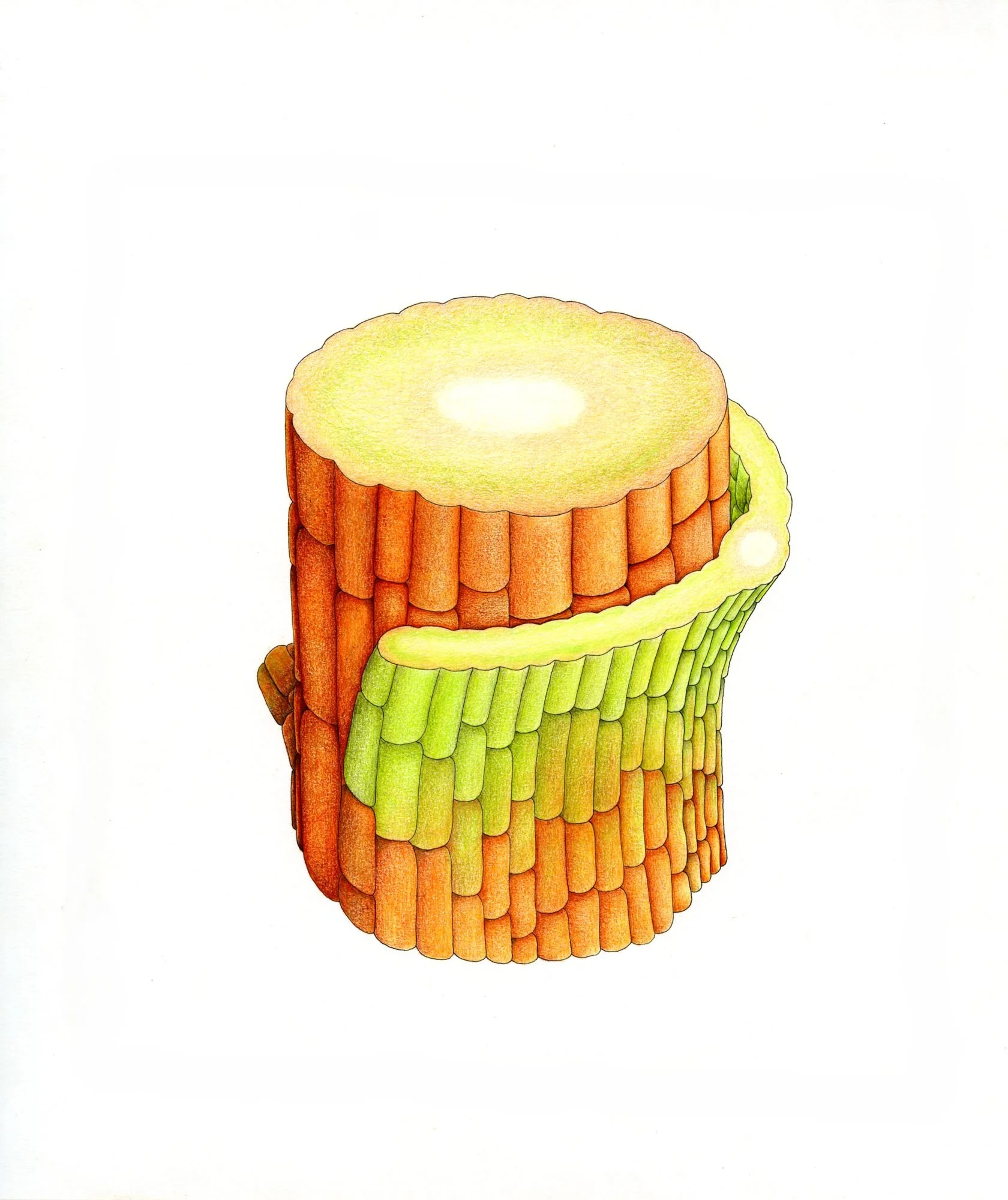 Jomphe_Funaria hygrometrica P1341.jpg