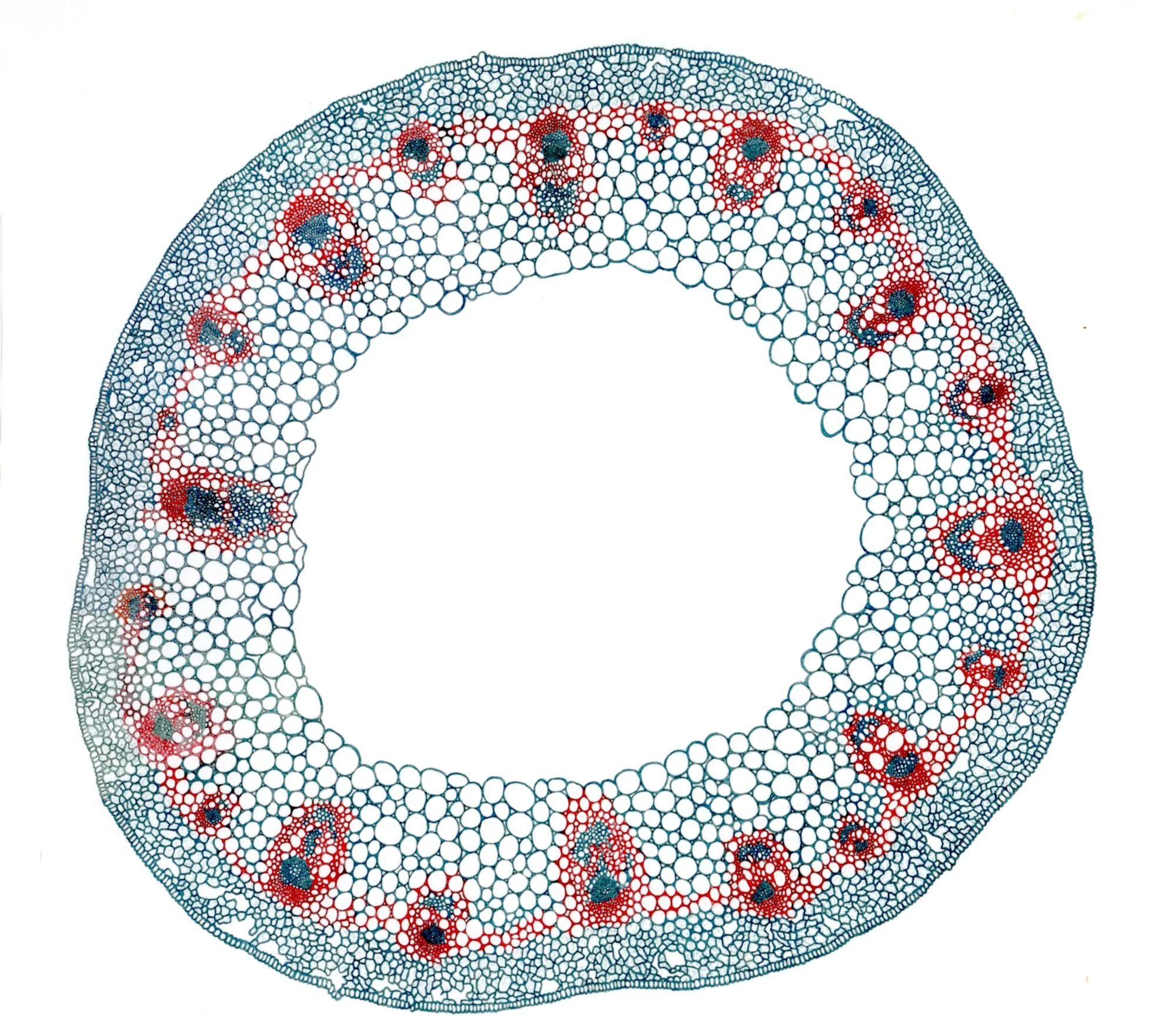Jomphe_ Dicot Stem P1631.jpg