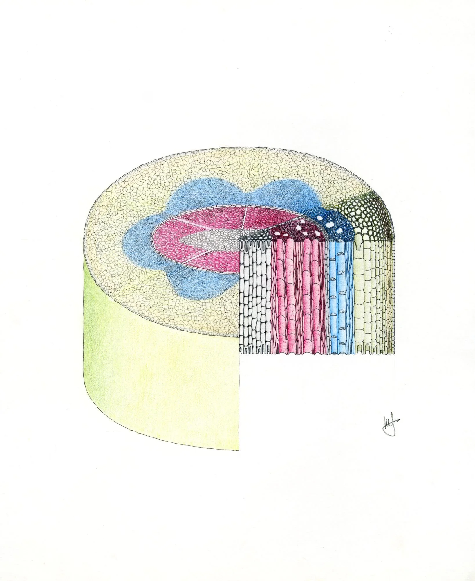 Jomphe_Wood Cells P1661.jpg