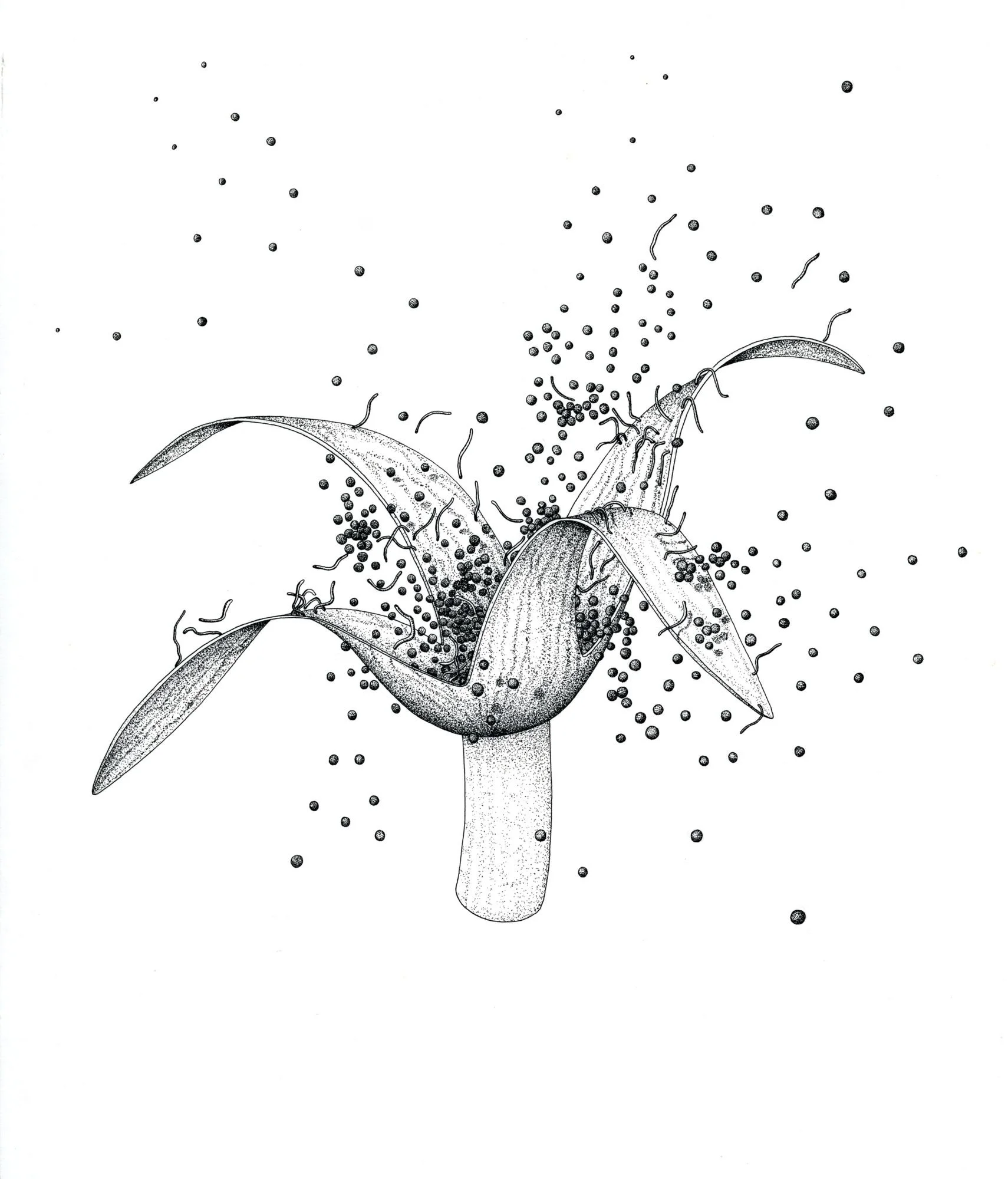 Jomphe_Radula complanta P1330.jpg