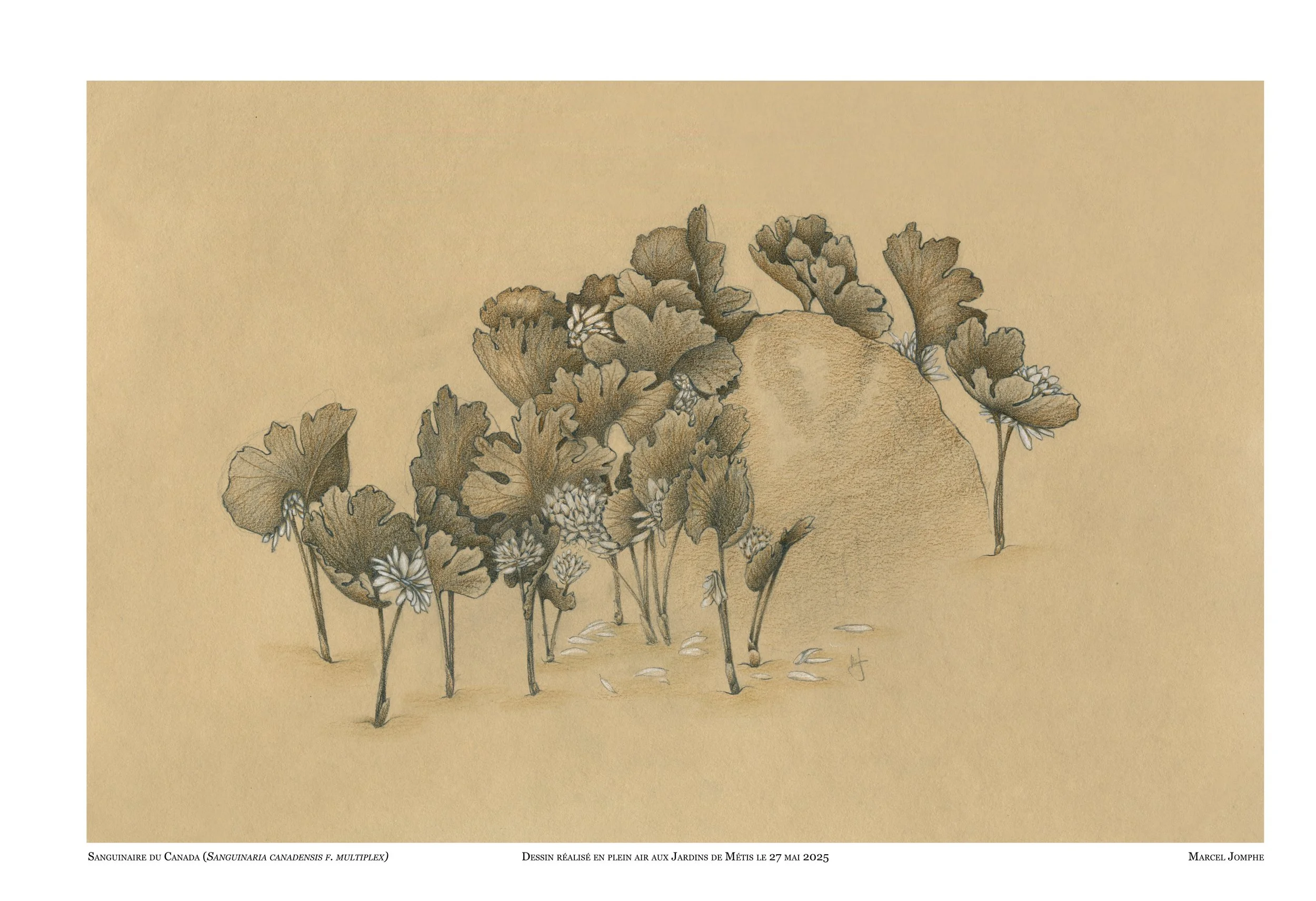 2025-05-27_Sanguinaria-canadensis-var-multiplex.jpg