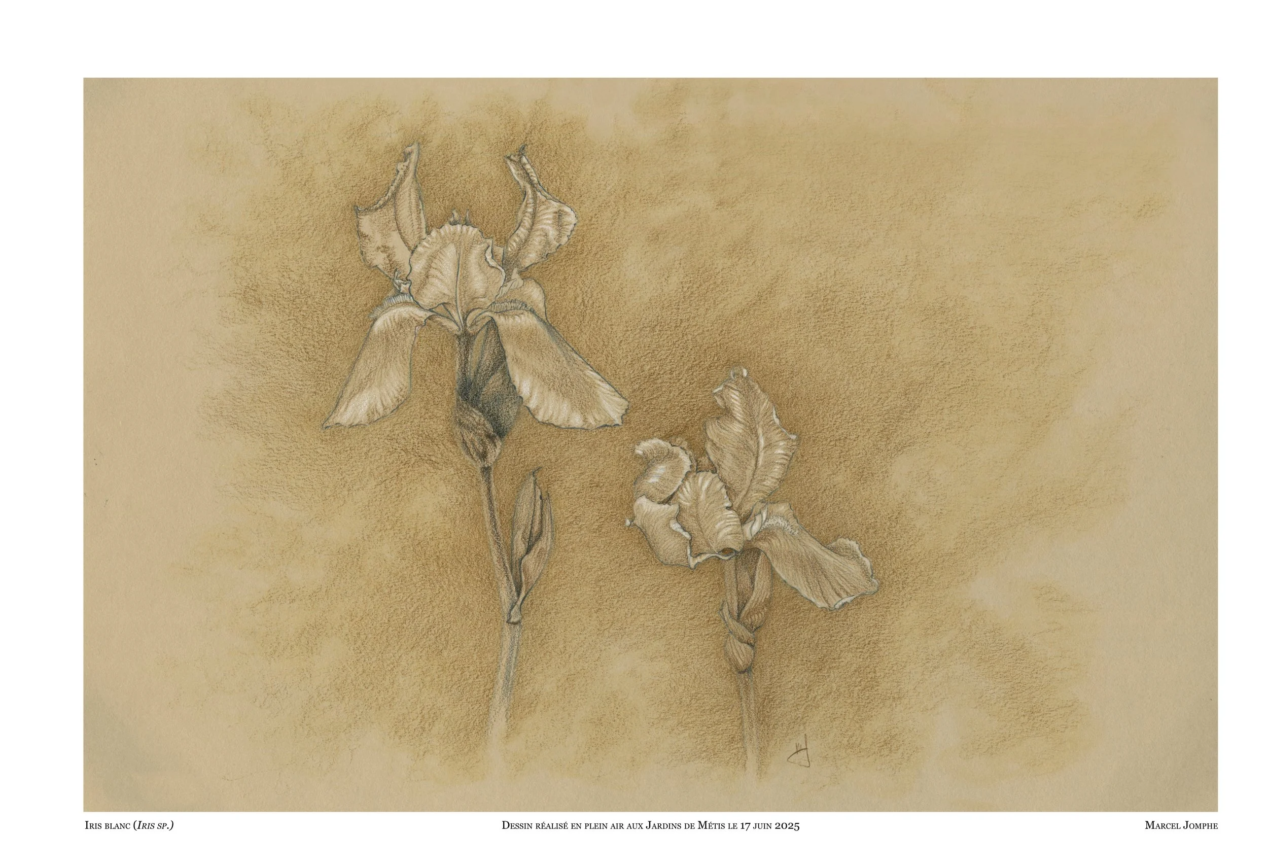 2025-06-17_iris-blanc.jpg