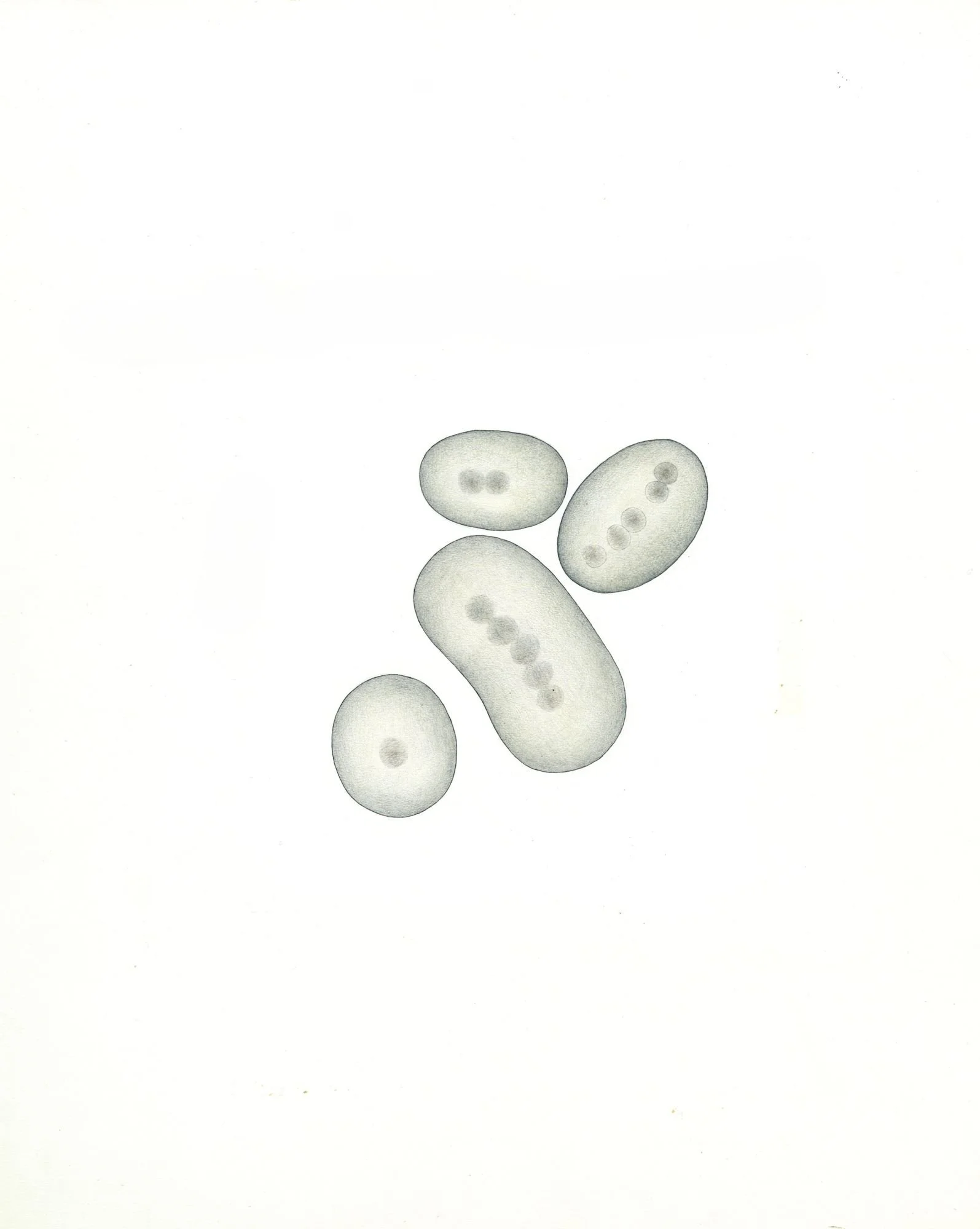 Jomphe_Bacerium P1615.jpg