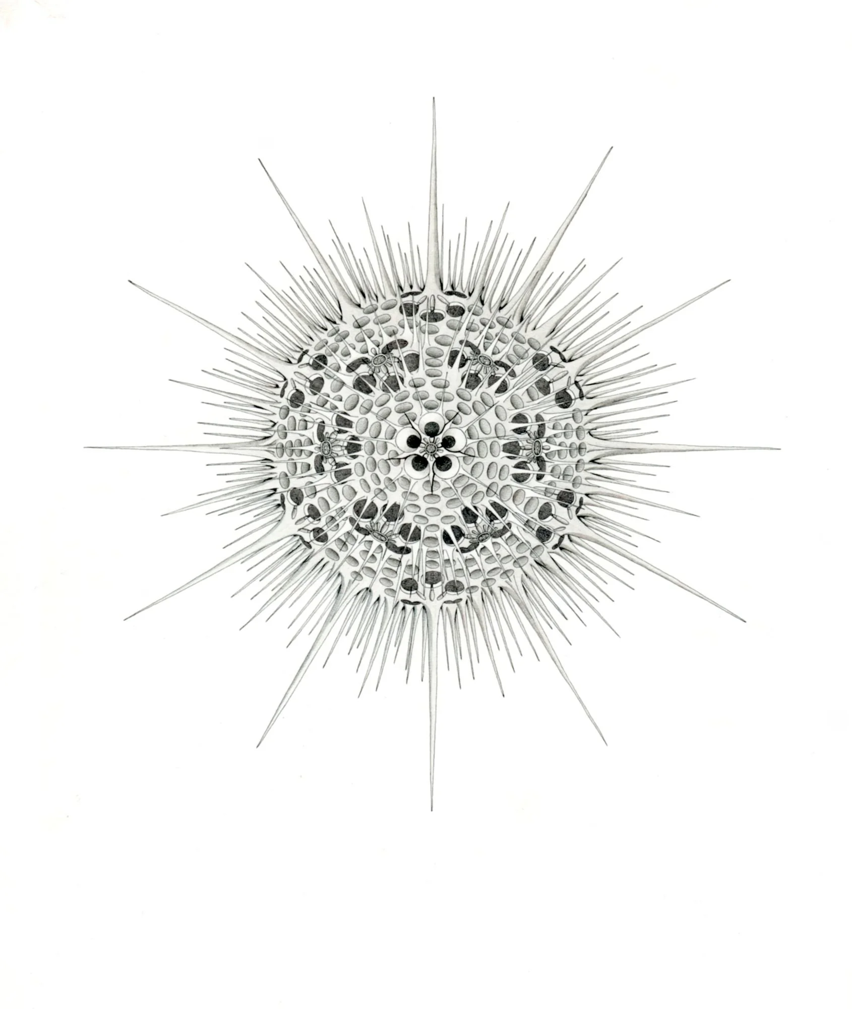 Jomphe_radiolarian P1609.jpg