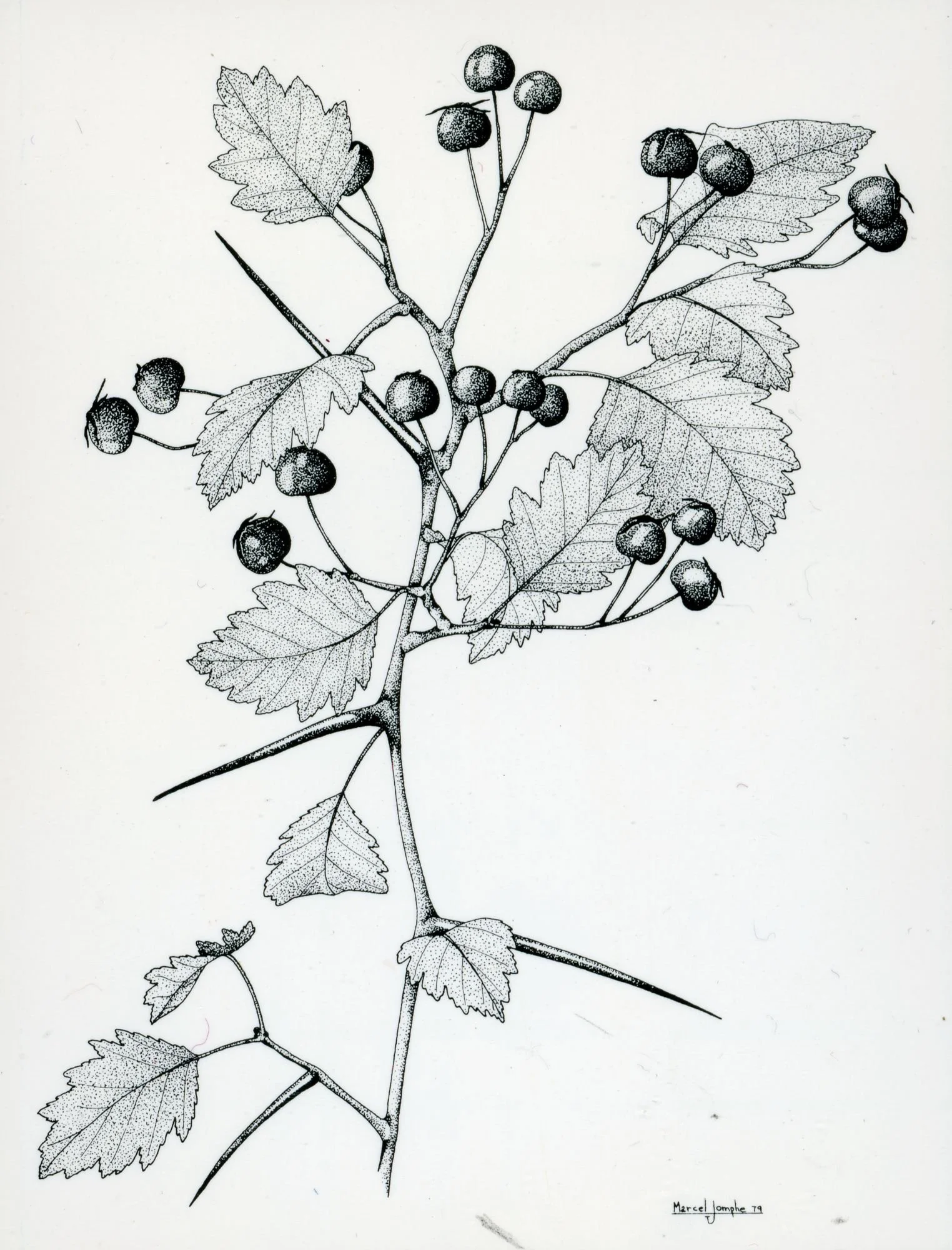 Crataegus_succulenta.jpg