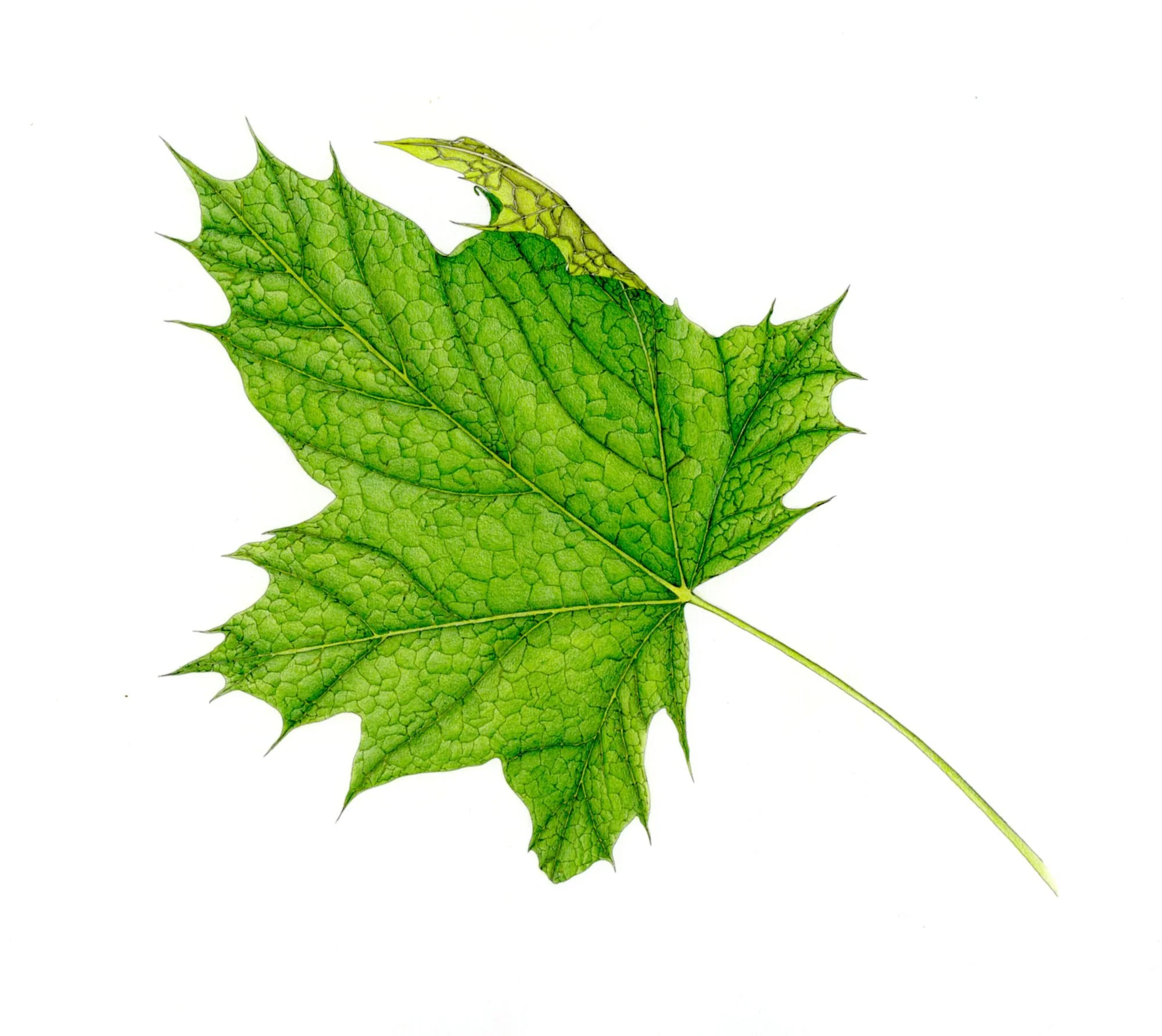 Jomphe_Sugar Maple P1633.jpg