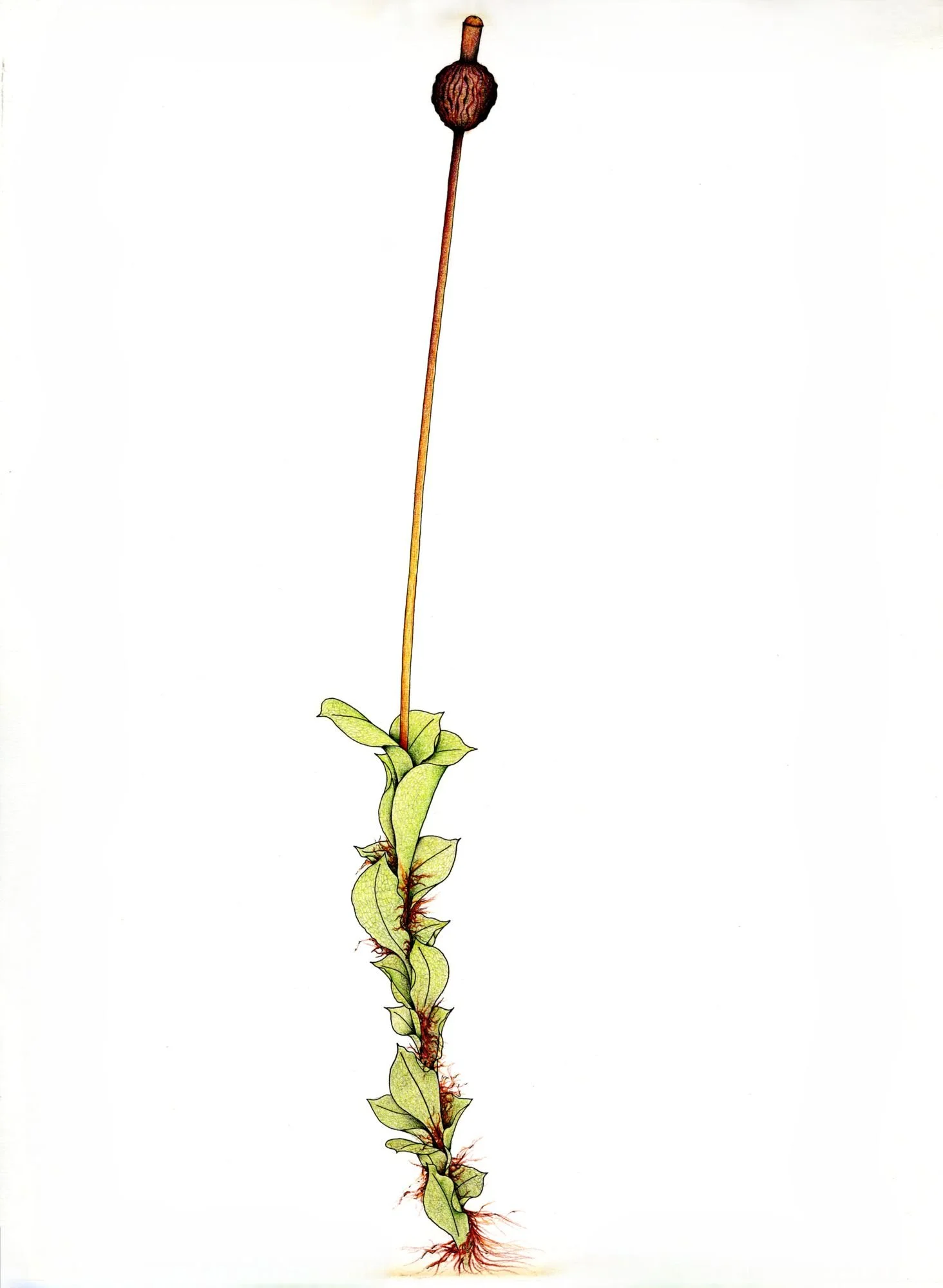 Jomphe_Splachnum Vasculosum P1334.jpg