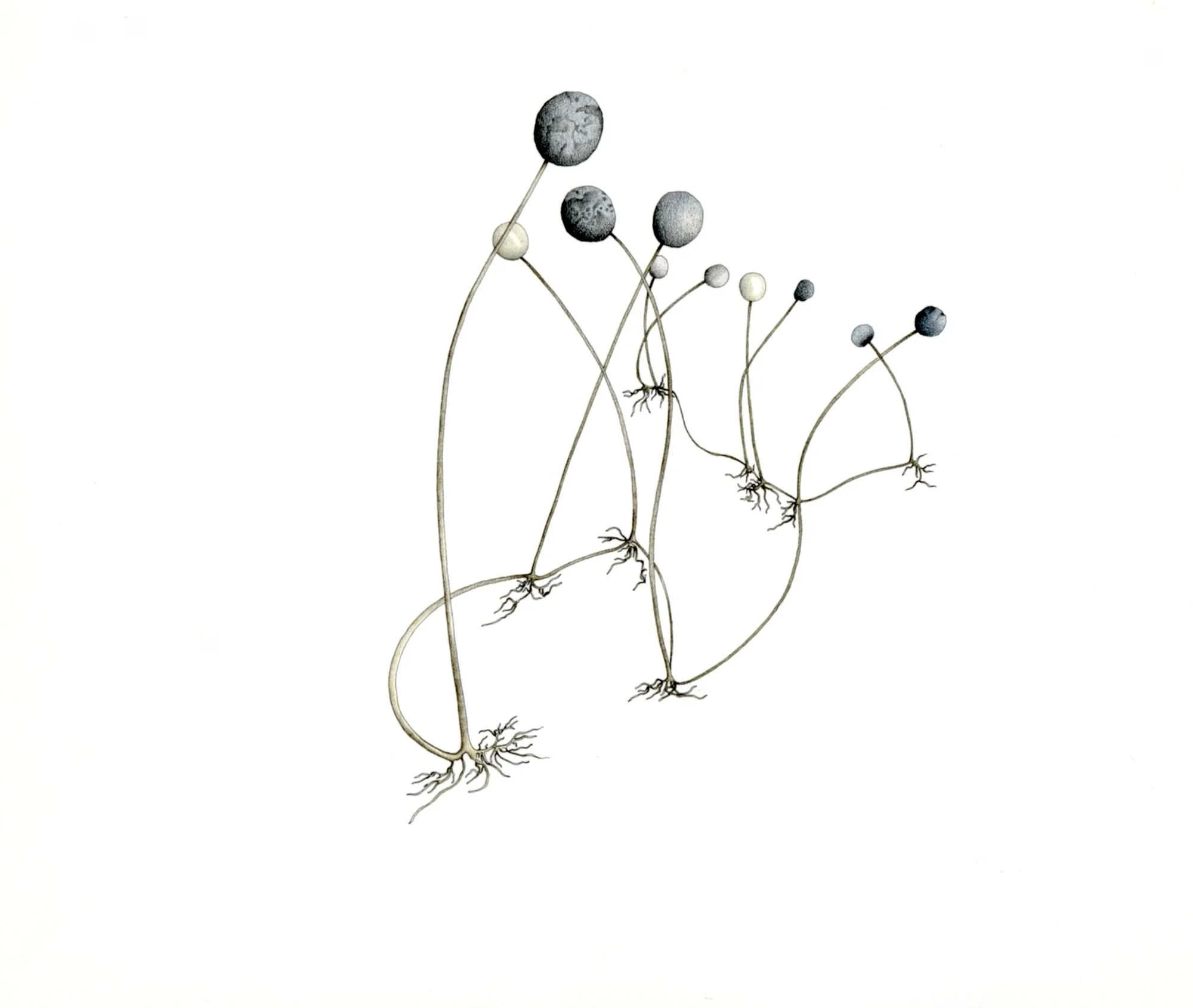 Jomphe_Rhizopus P1607.jpg