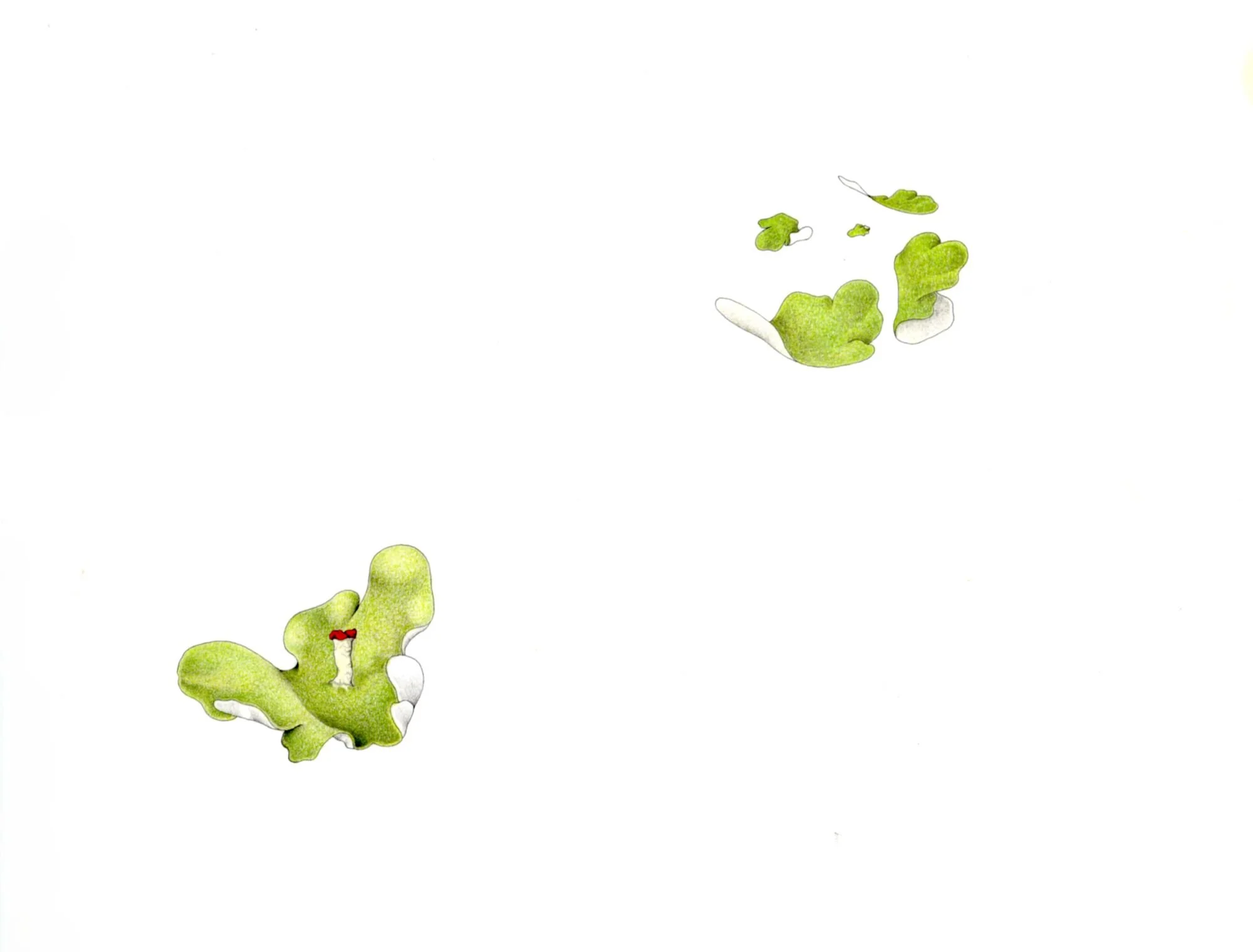 Jomphe_Lichen P1656.jpg