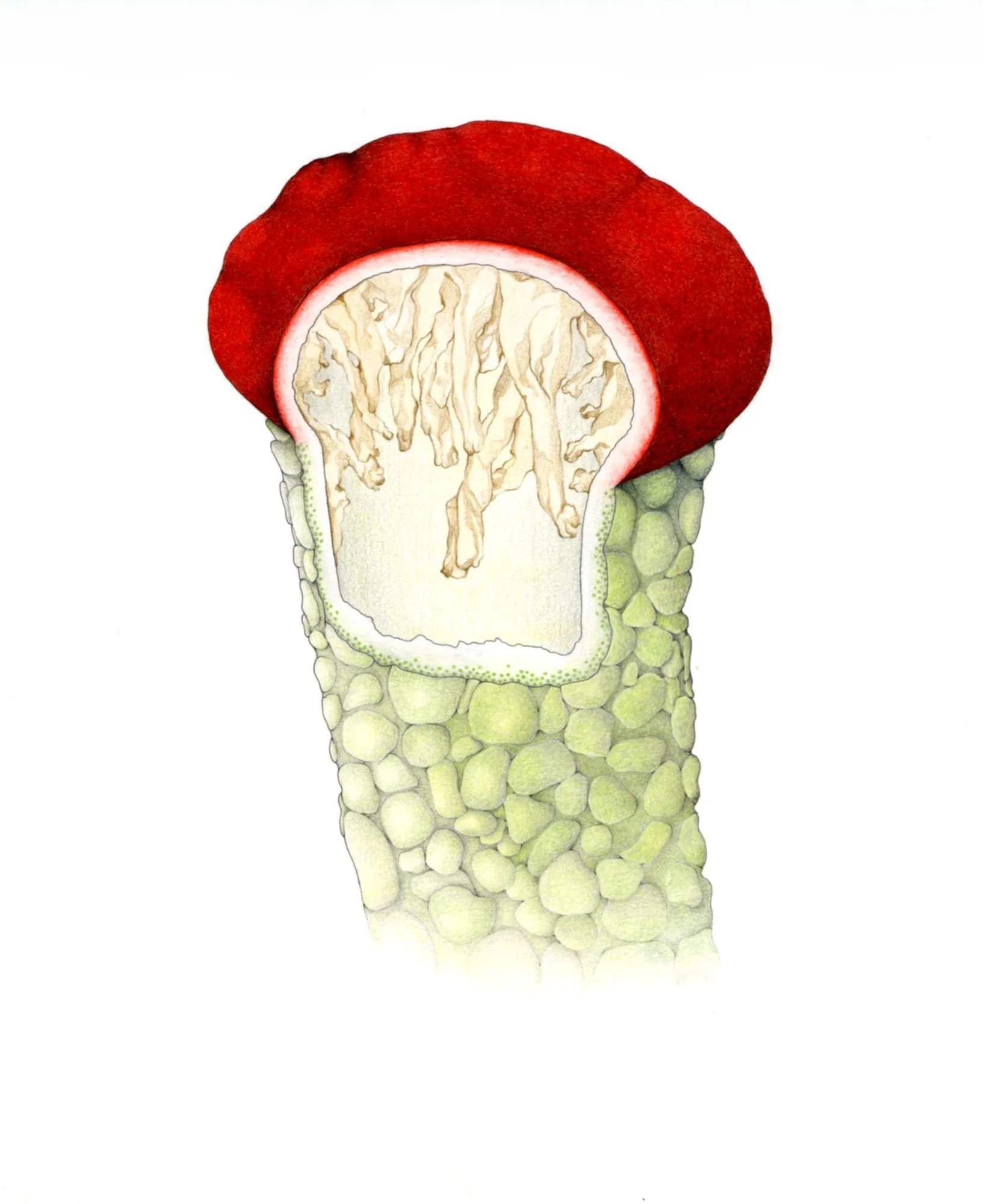 Jomphe_Lichen P1654.jpg