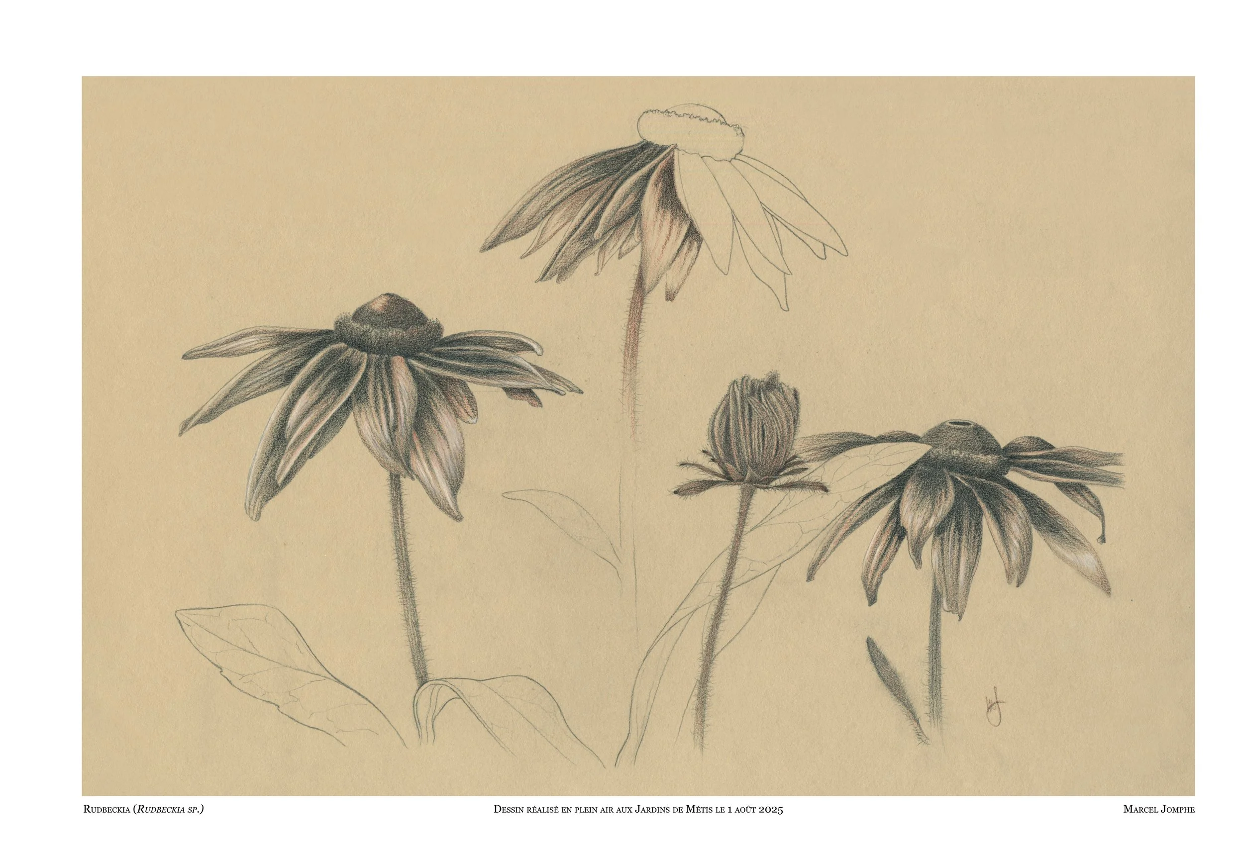 2025-08-01_Rudbeckia.jpg