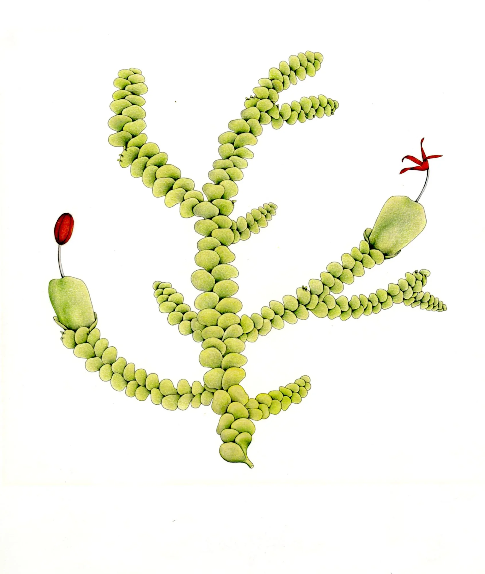 Jomphe_Radula complanata P1604.jpg