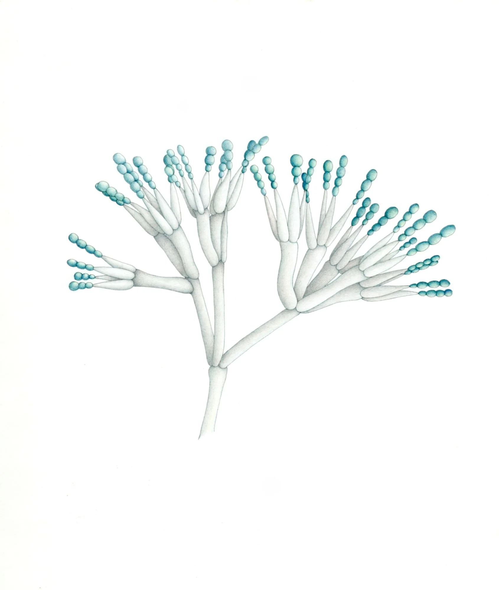 Jomphe_Penicillium P1606.jpg