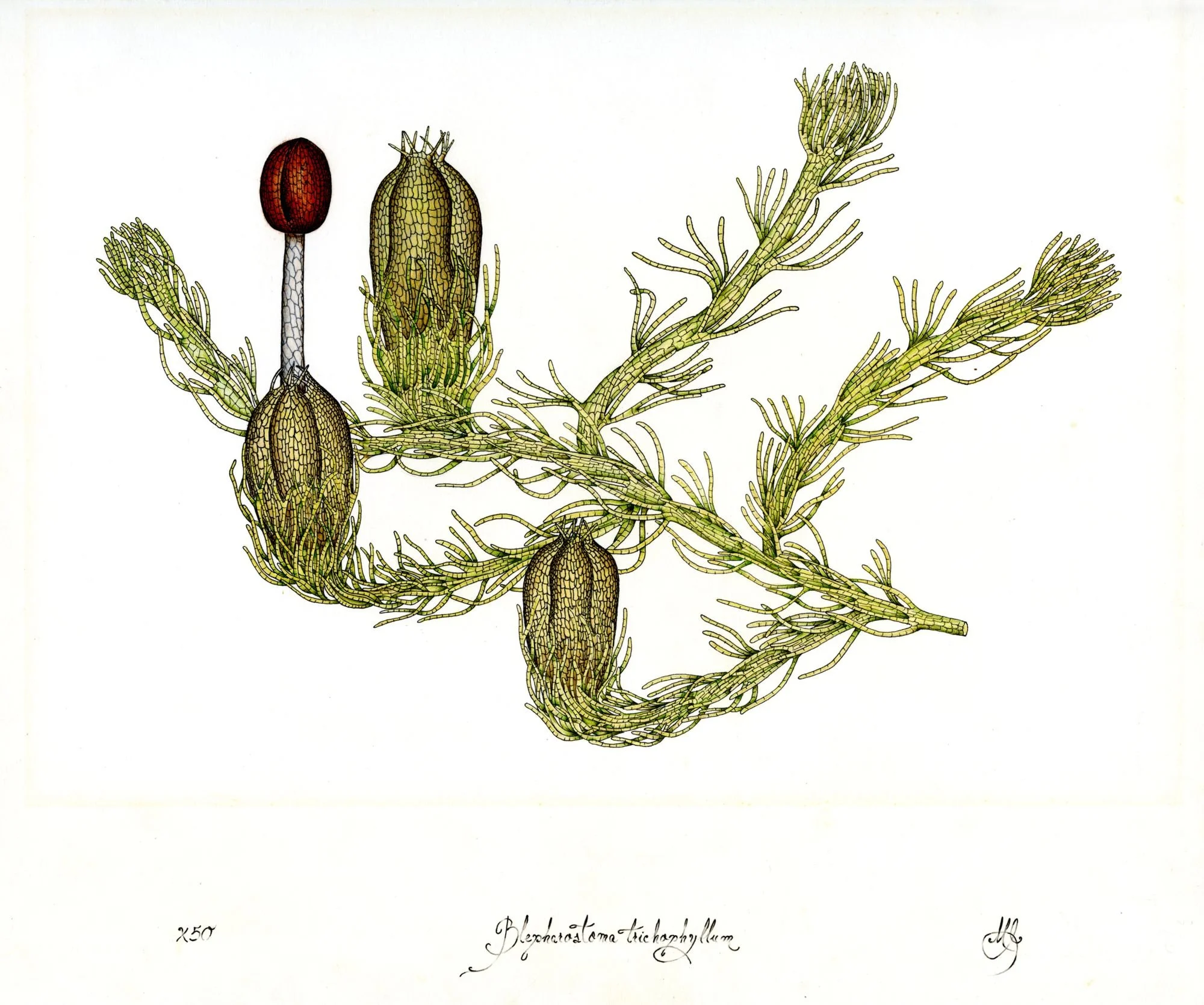 Jomphe_Blepharostoma Trichophyllum P1336.jpg
