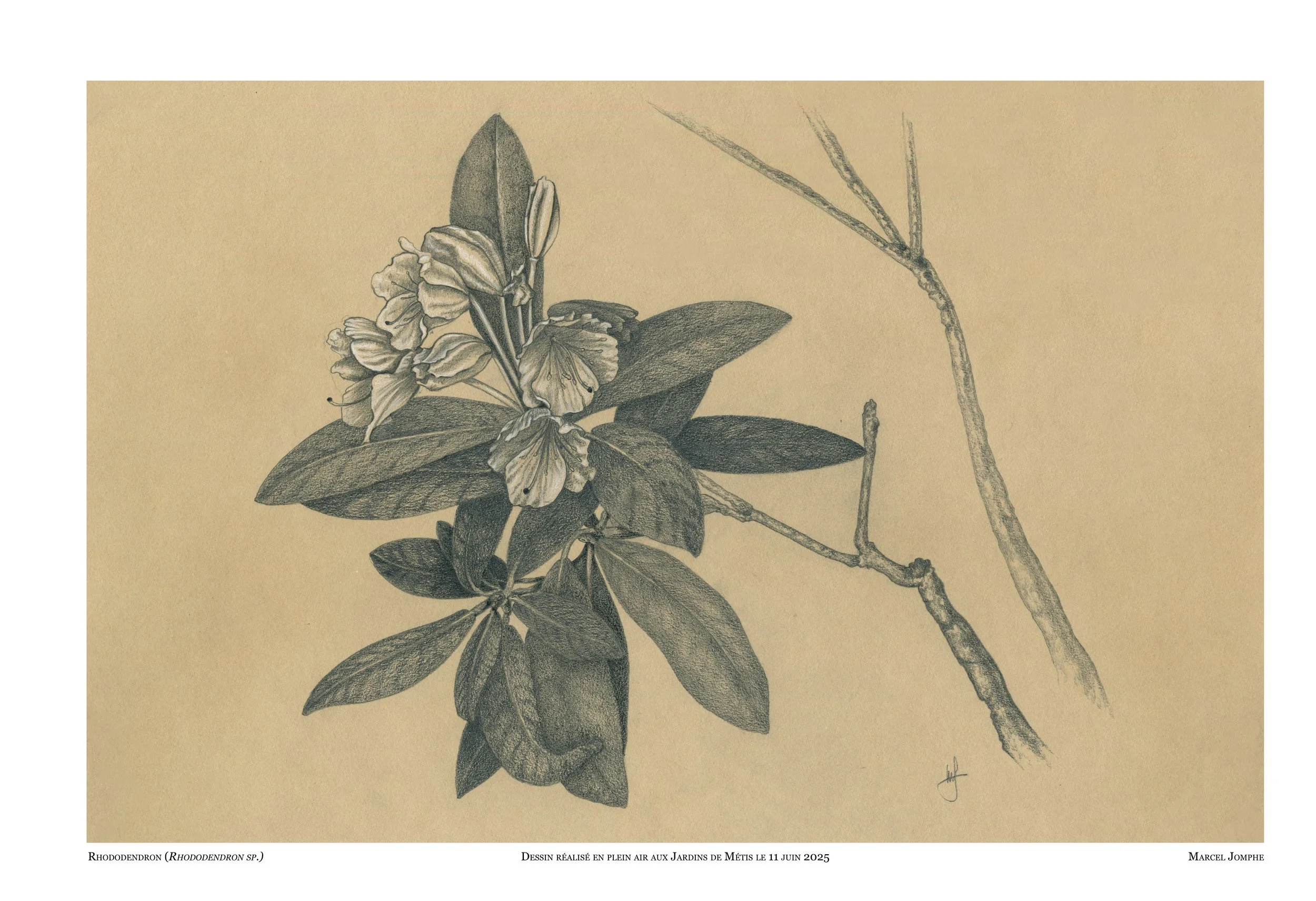 2025-06-11_Rhododendron.jpg