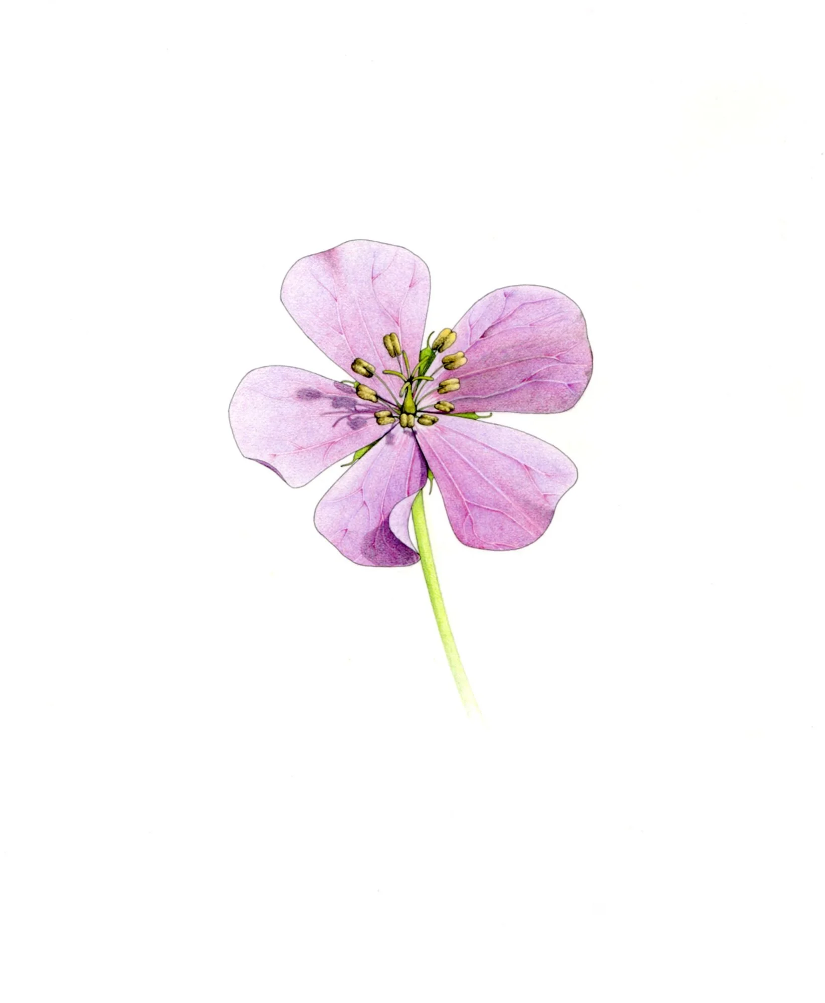 Jomphe_Spotted Geranium P1625.jpg