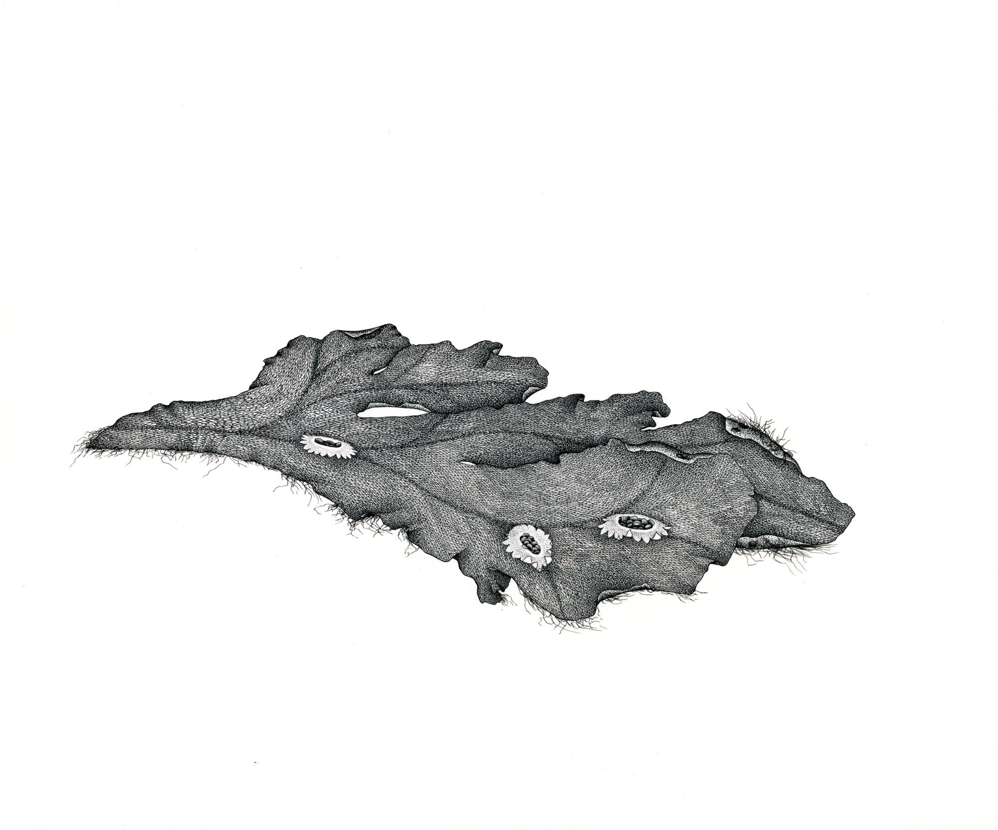 Jomphe_Marchantia Polymorhha P1329.jpg