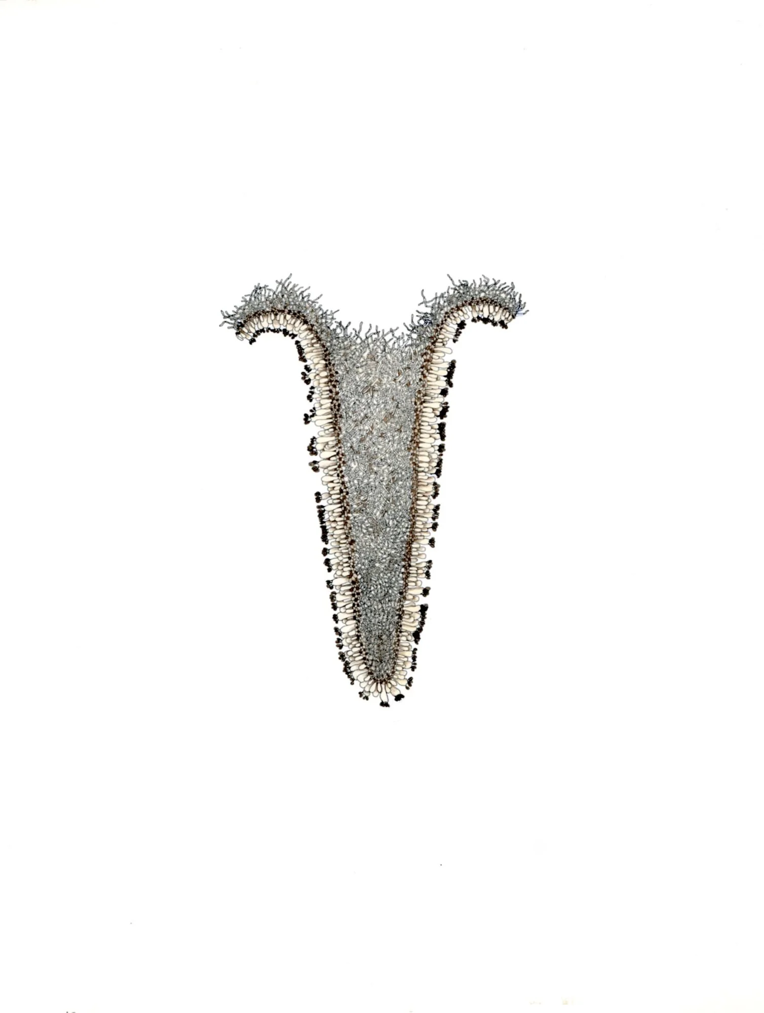 Jomphe_Mushroom Gill P1639.jpg