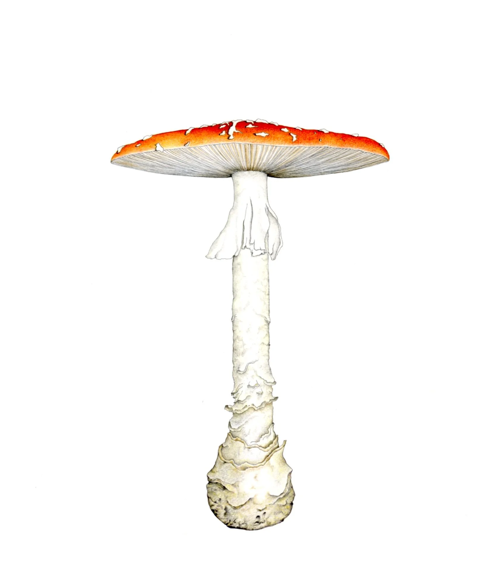 Jomphe_Amanita P1608.jpg