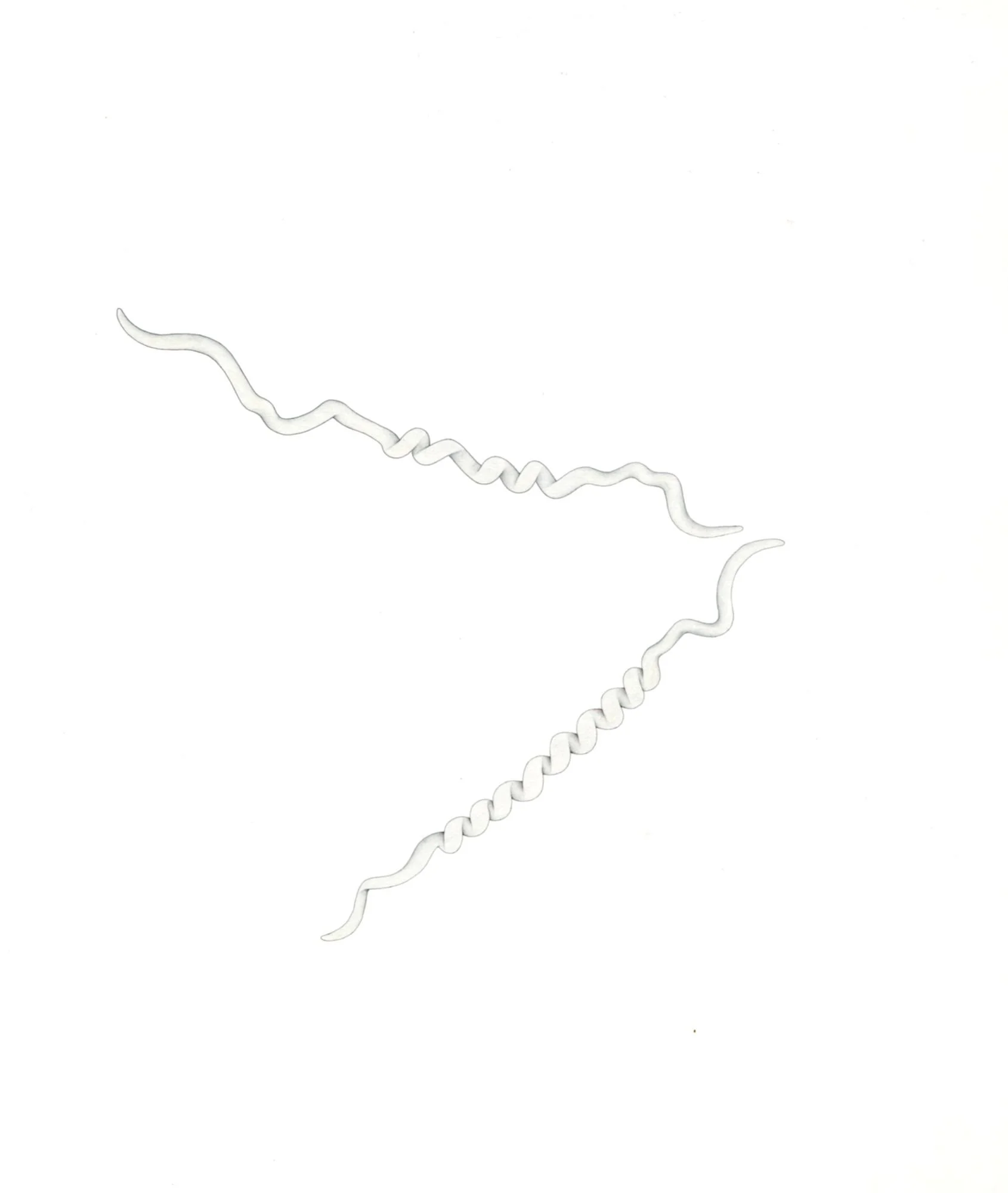 Jomphe_Treponema pallidum P1679.jpg