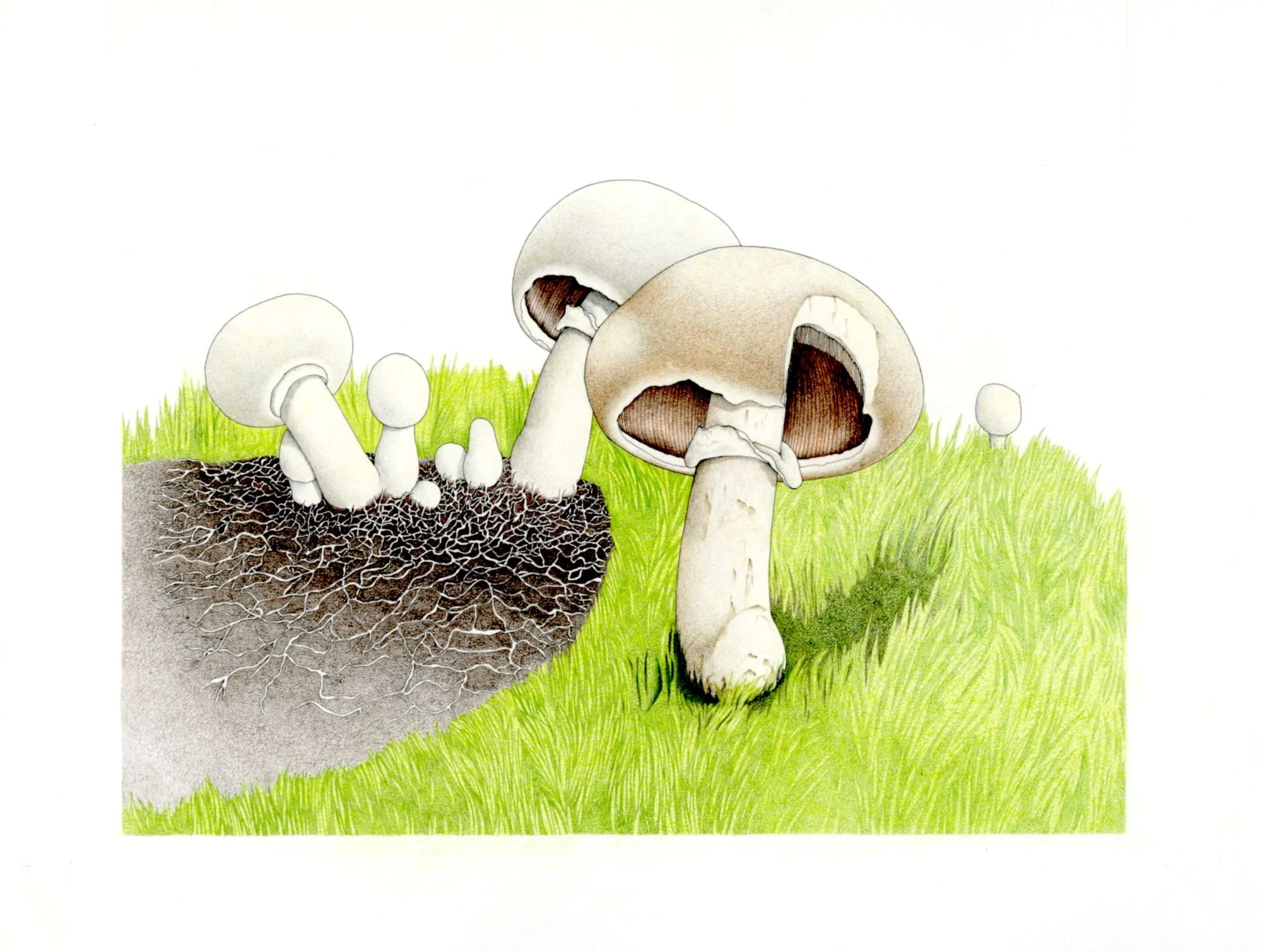 Jomphe_Mushroom P1638.jpg