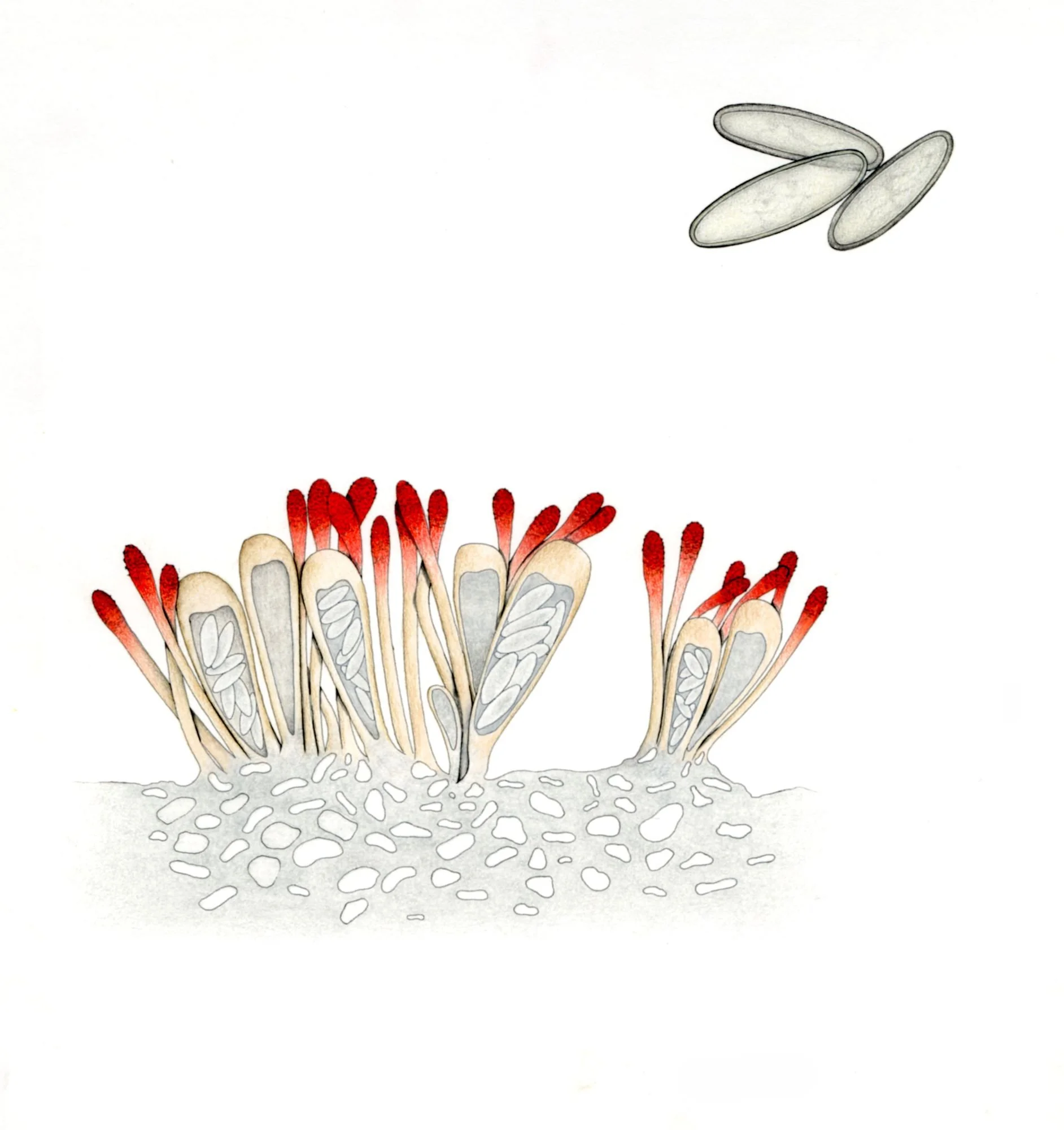 Jomphe_Lichen P1652.jpg