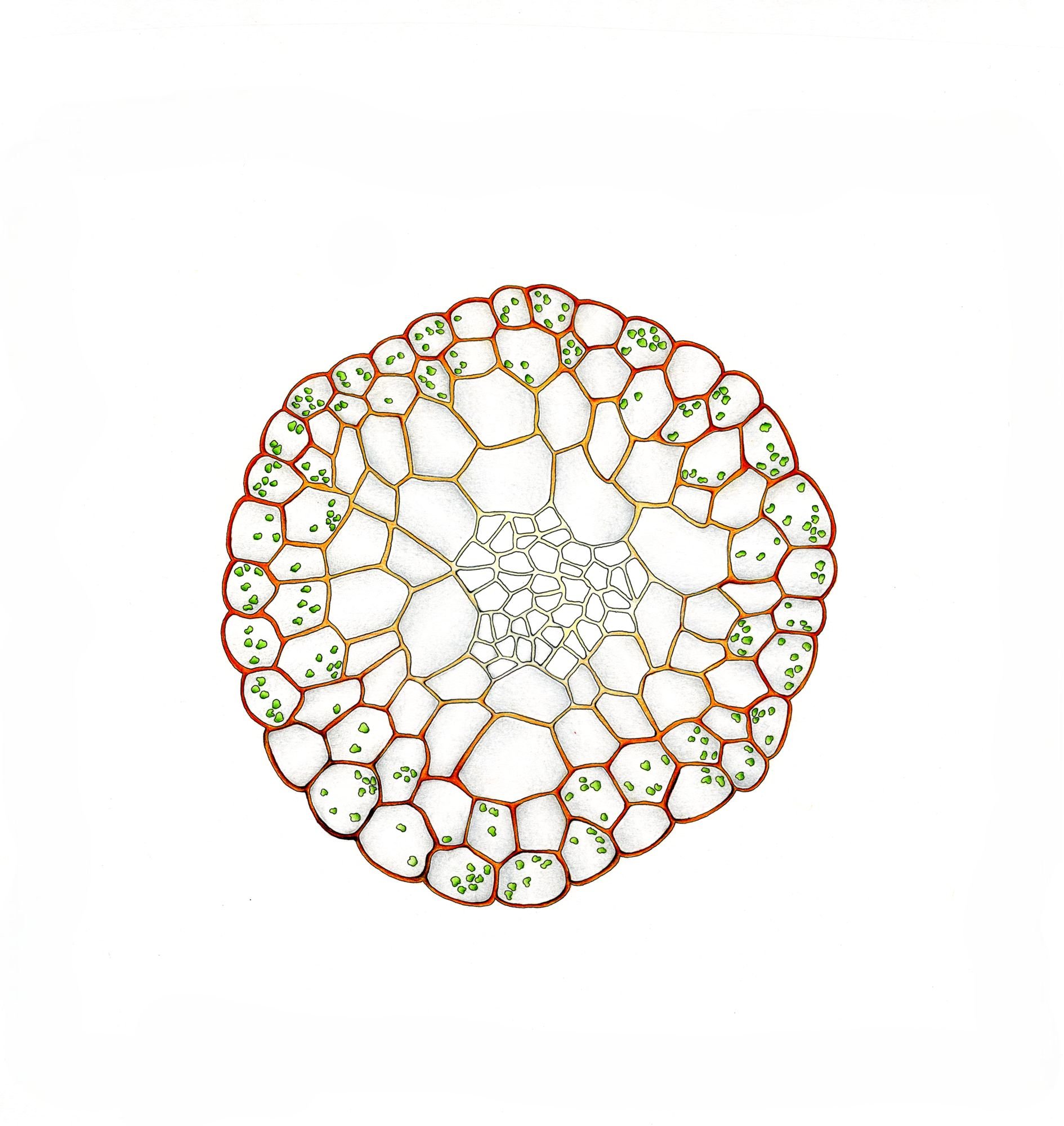 Jomphe_Funarian hygrometrica P1340.jpg