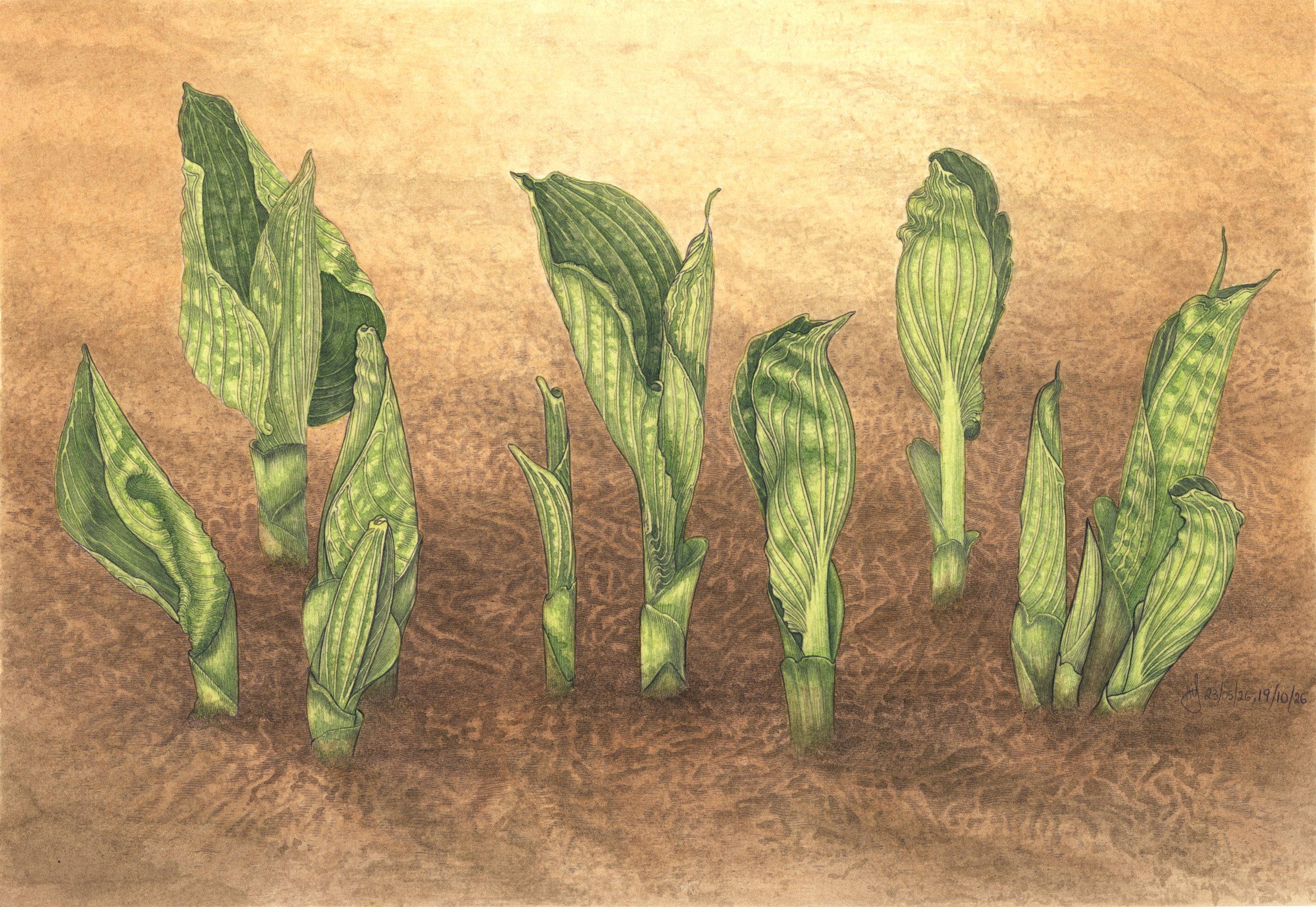 Hosta-3000x2000pix.jpg