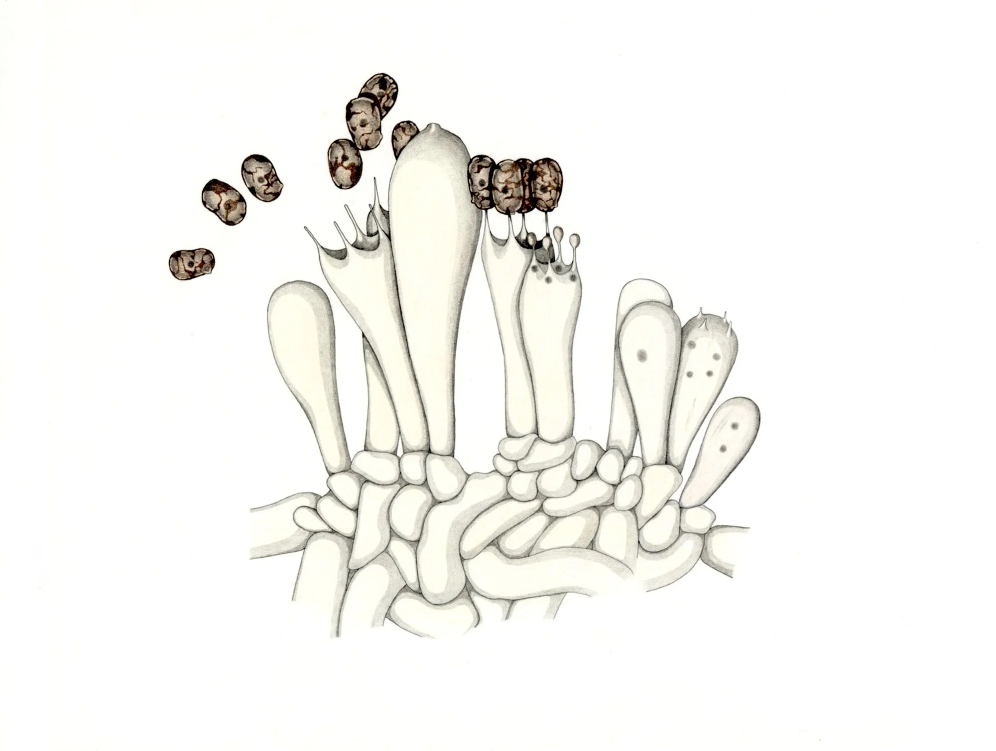 Jomphe_Mushroom P1640.jpg