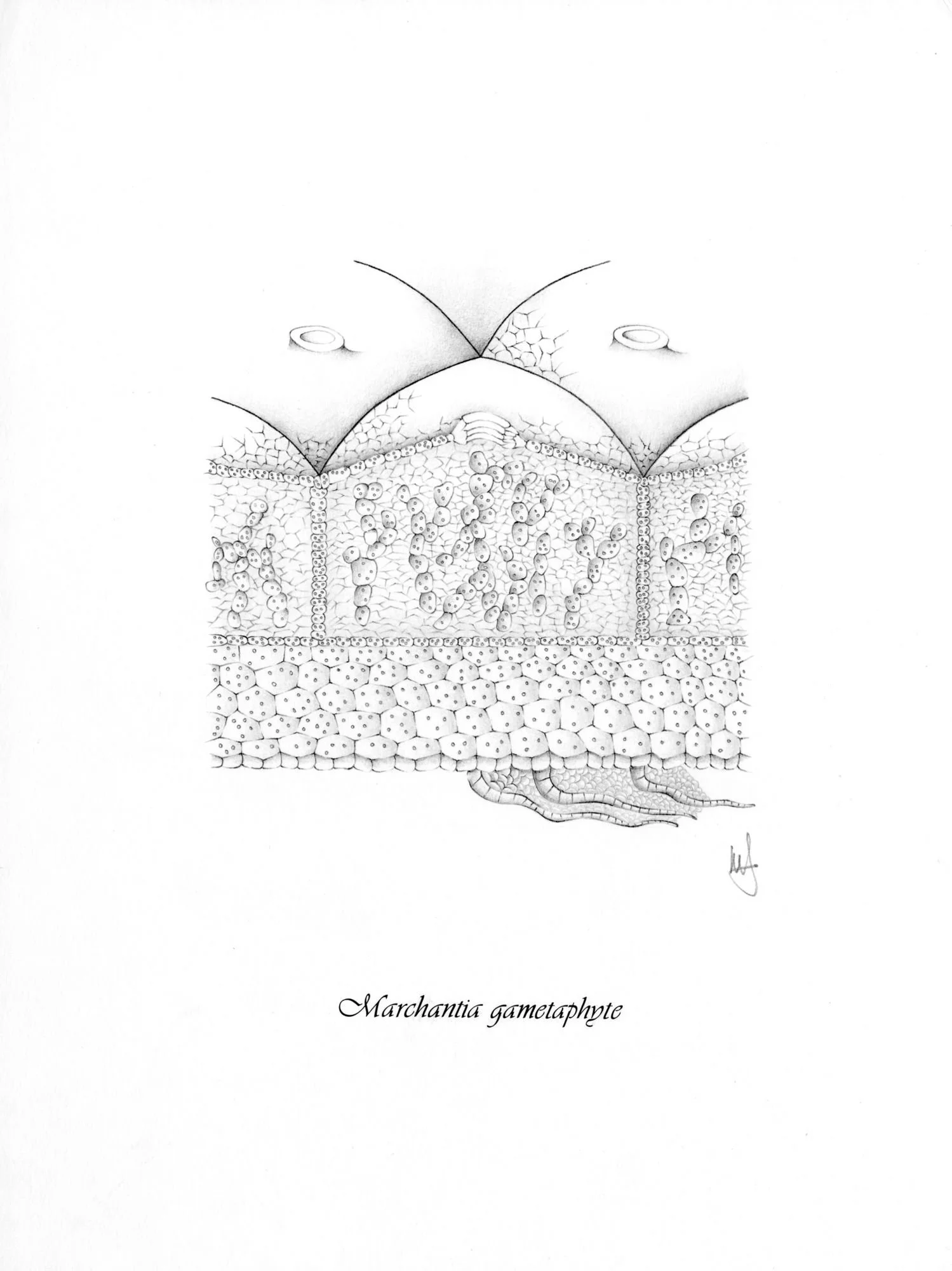 Jomphe_Marcantia P1657.jpg