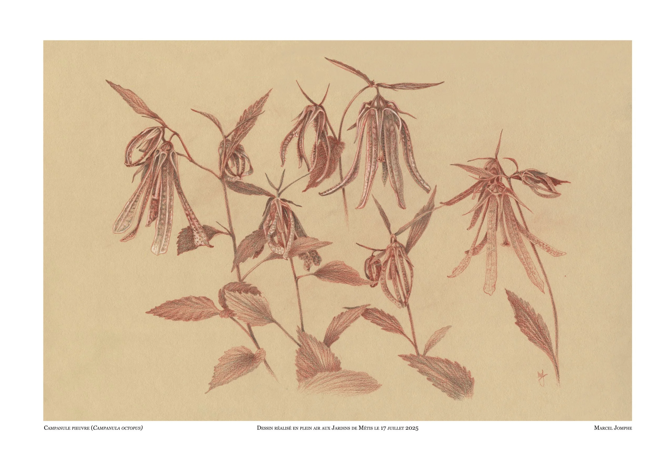 2025-07-17-Campanula-octopus.jpg