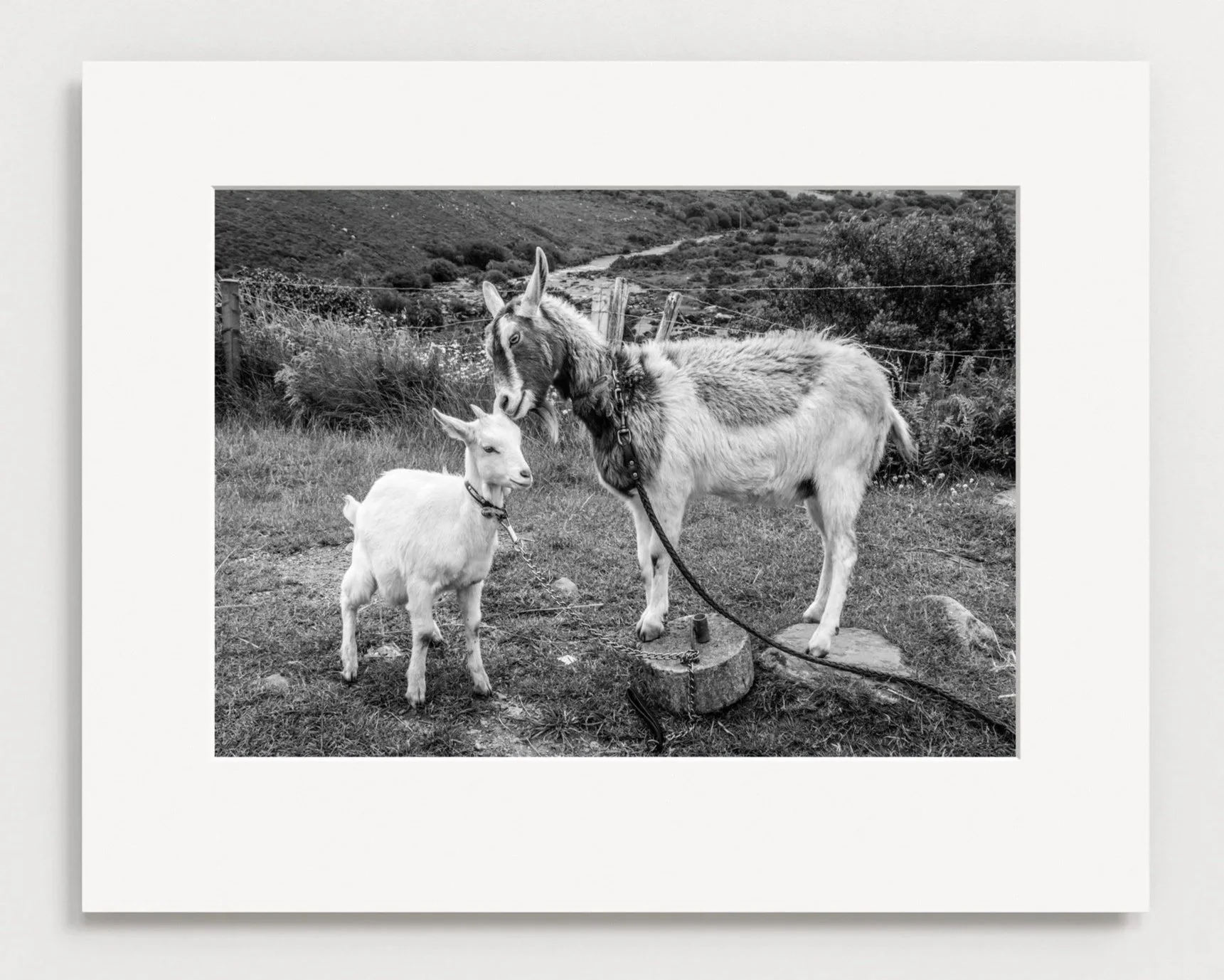 Best Friends - Ring of Kerry