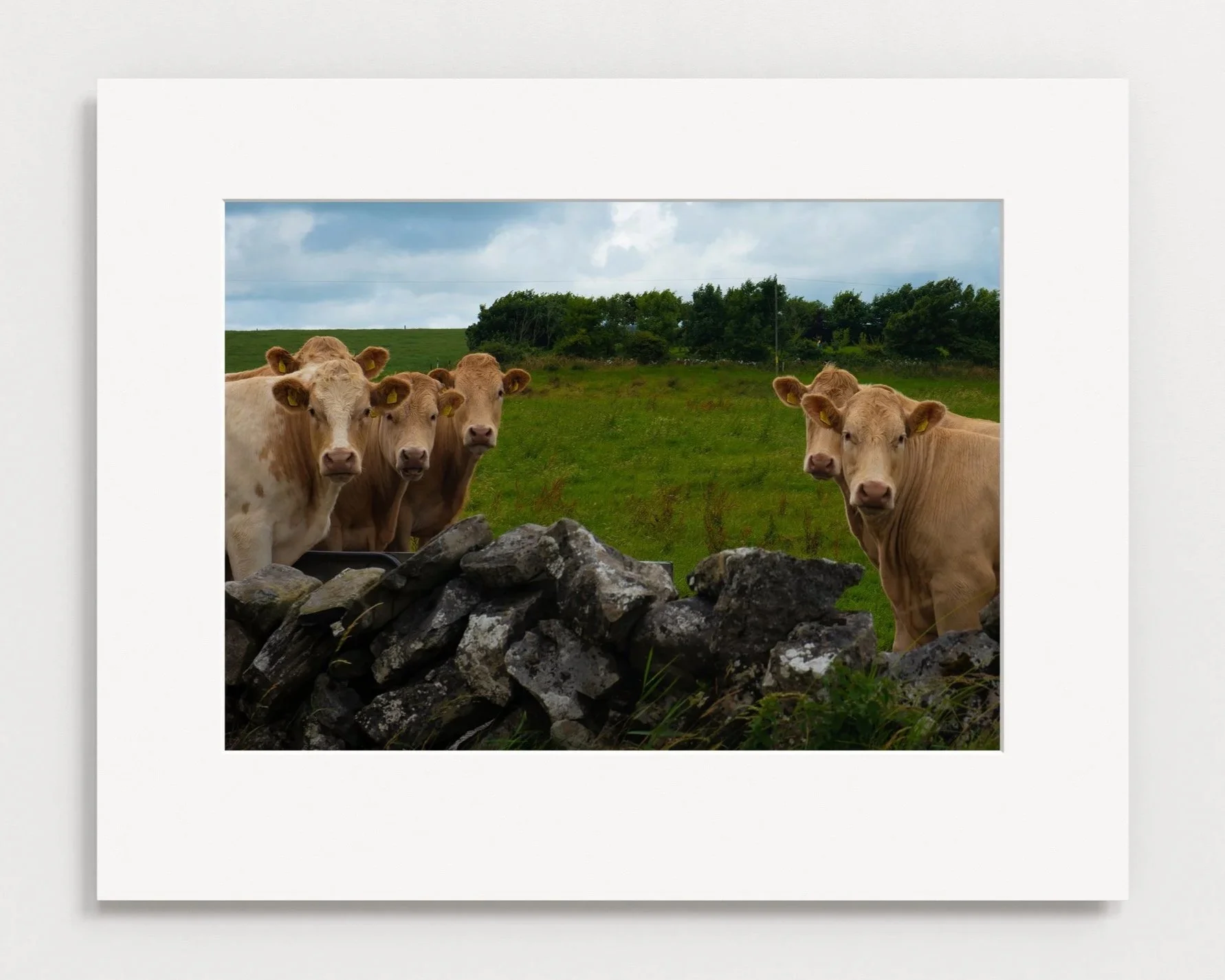 Irish Cows in Co. Clare