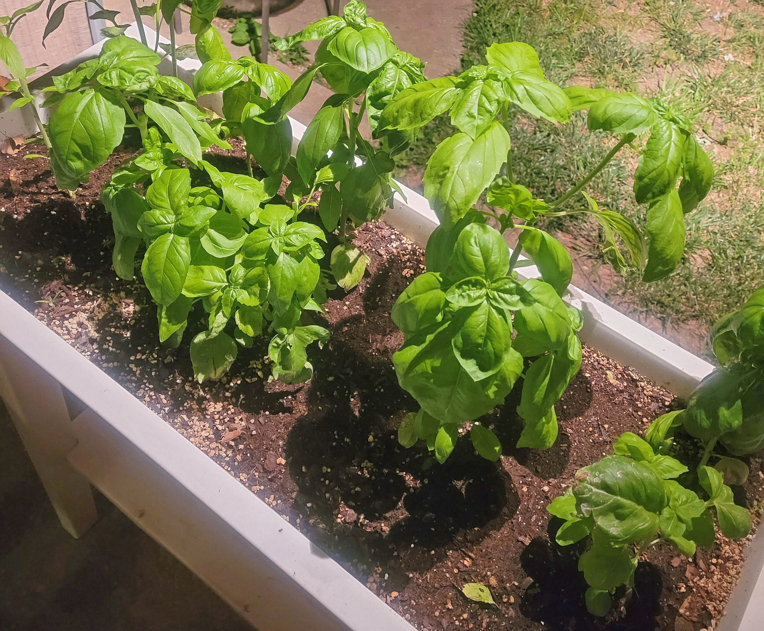 Transplanted Basil Plants Outdoors