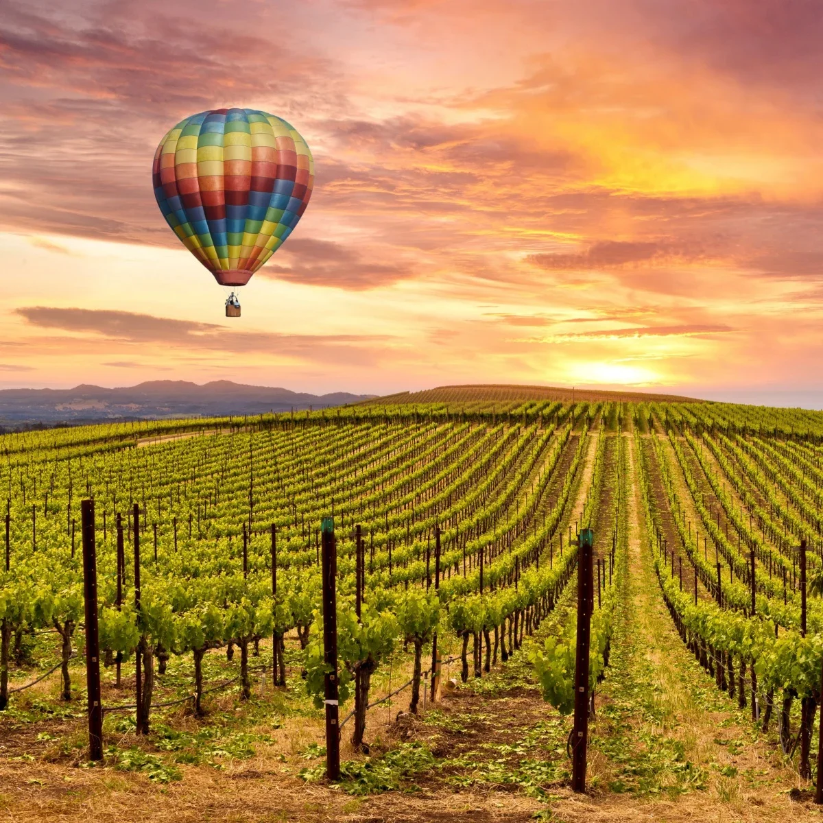 Celebrating New World Wines Paired with Cheese,  Friday 5th June 2026, 7pm, The Cheese Wheel at Torr Vale