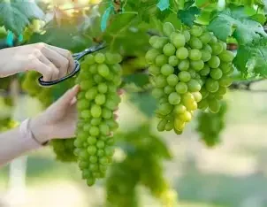 white grapes.webp