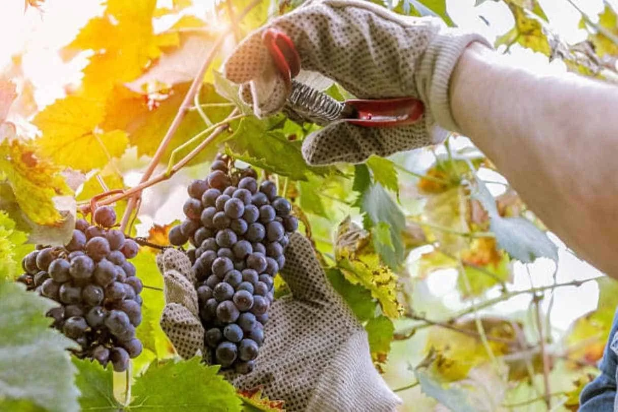 Harvesting-the-Grapes.jpg