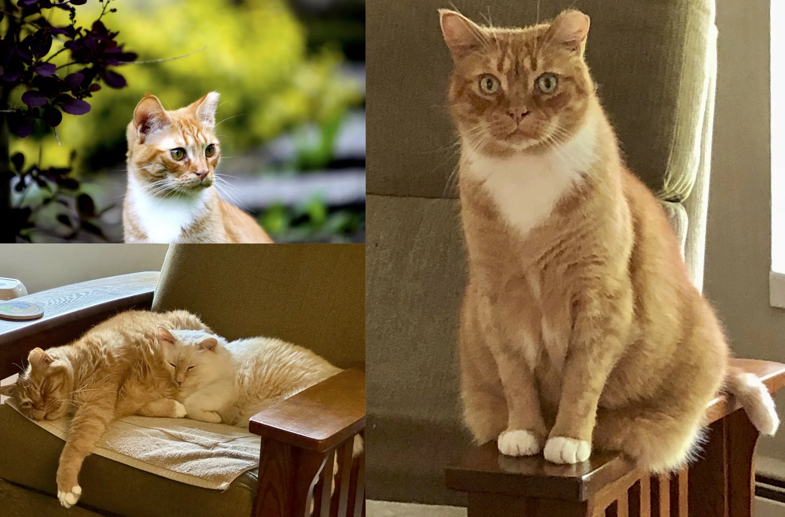 Something Vincent the Cat Taught Me
