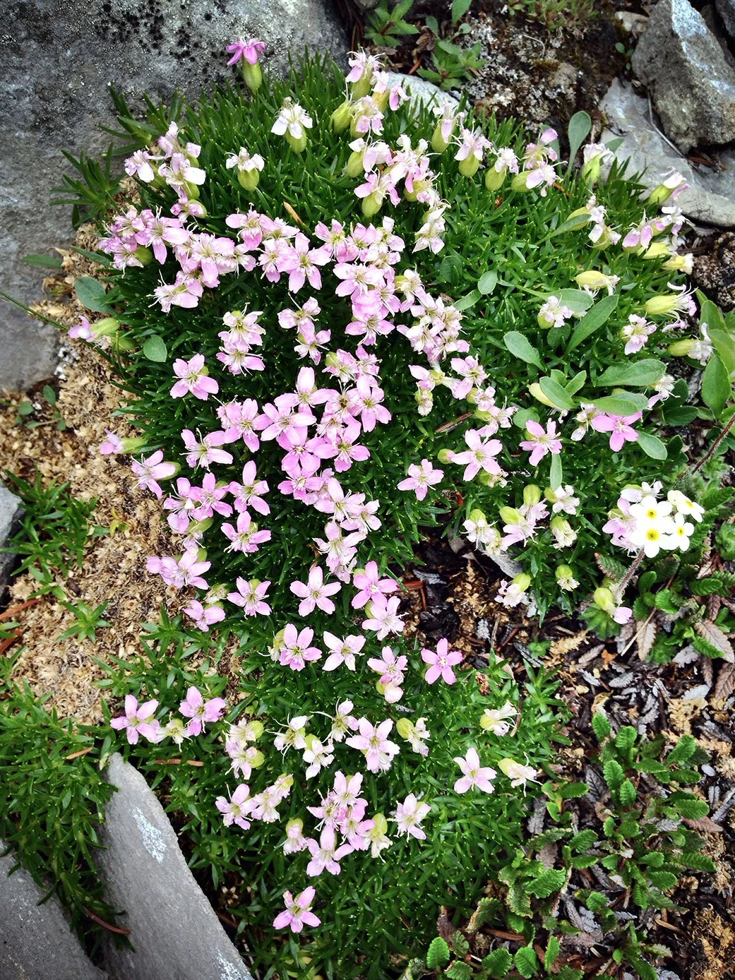 moss campion.jpg