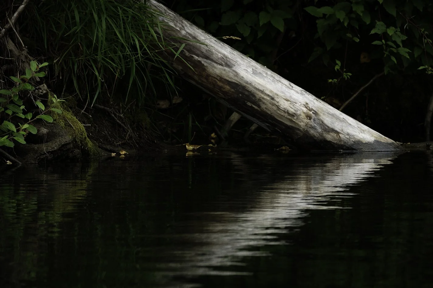 log reflection.jpg