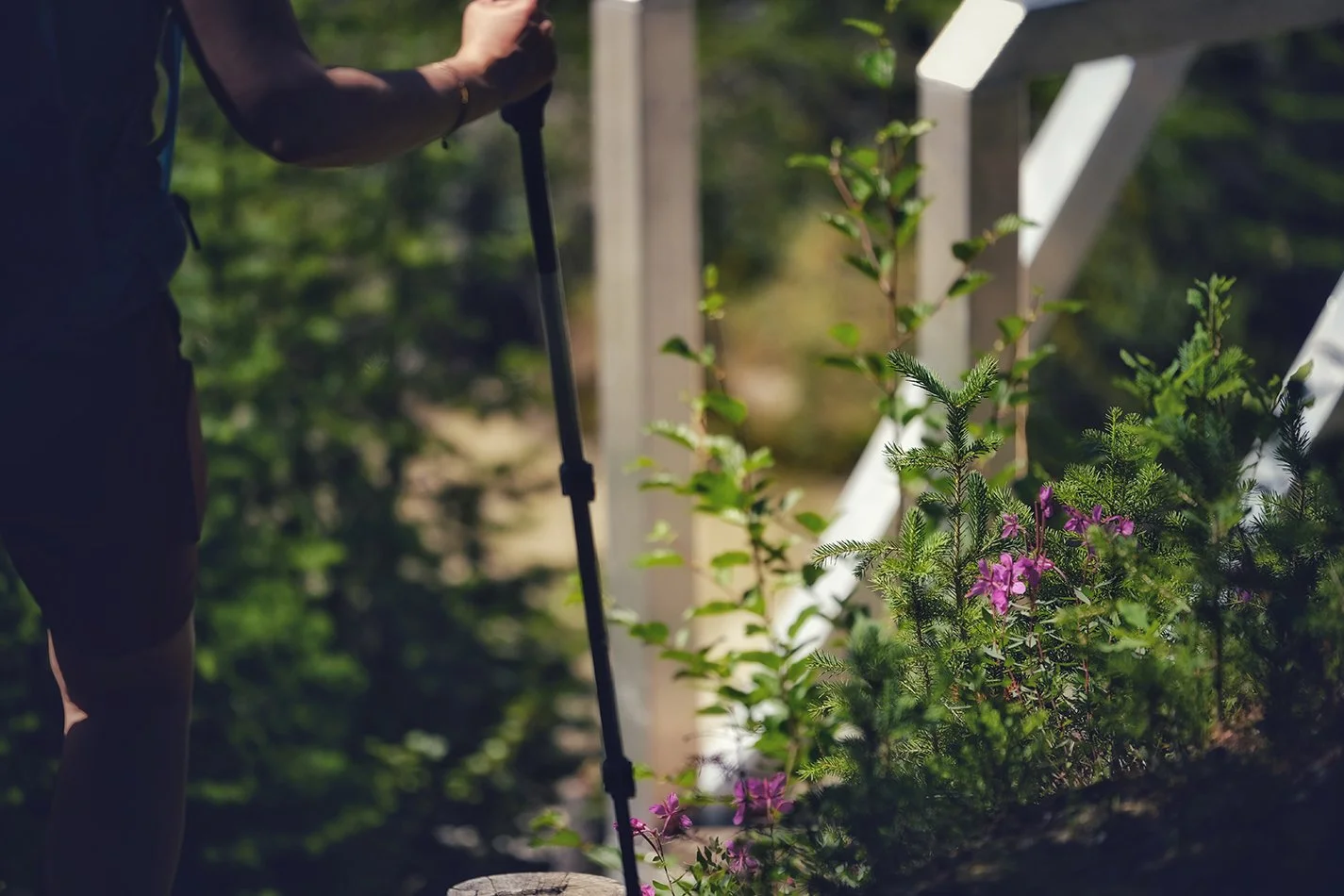 hiking pole.jpg