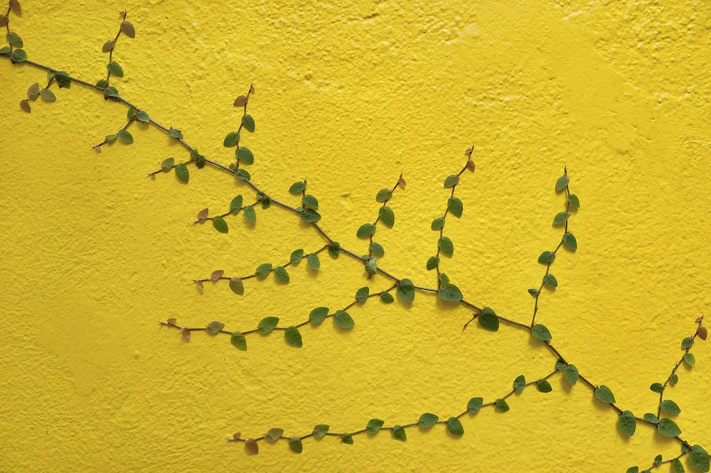 yellow wall copy 2.jpg