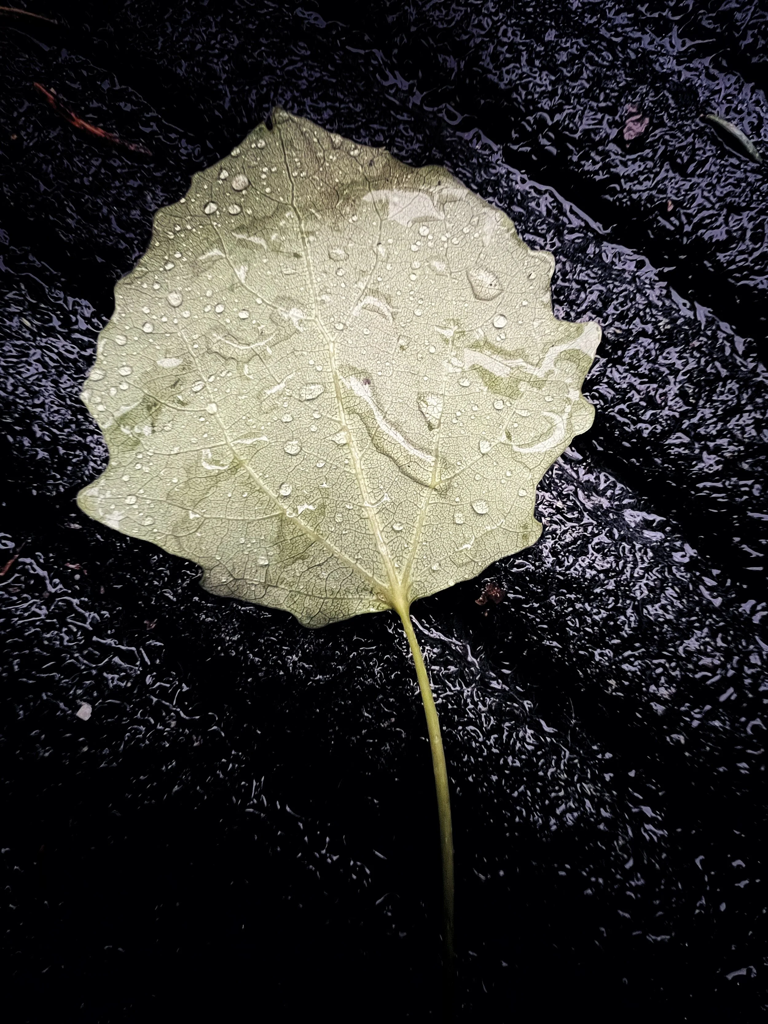 IMG_0178.jpeg