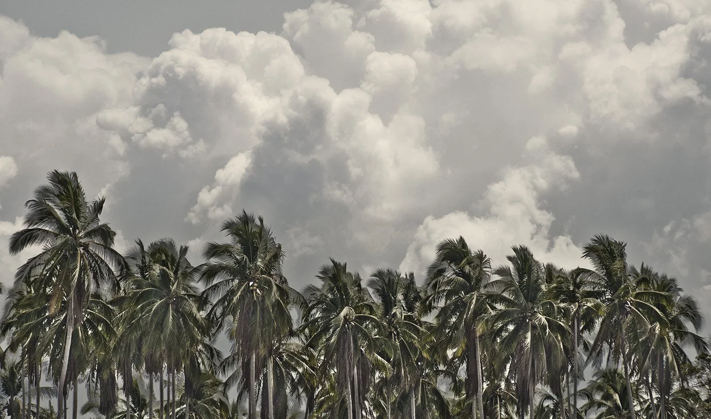palms copy 2.jpg