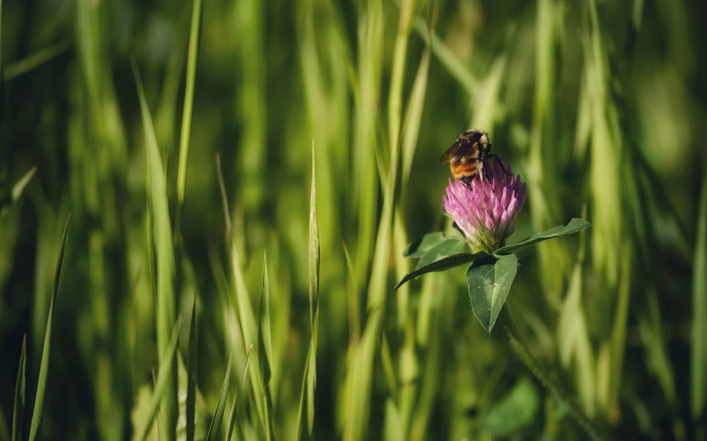 bee.jpg