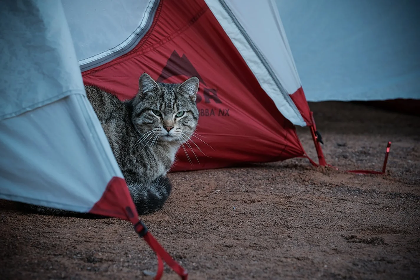 cat.jpg
